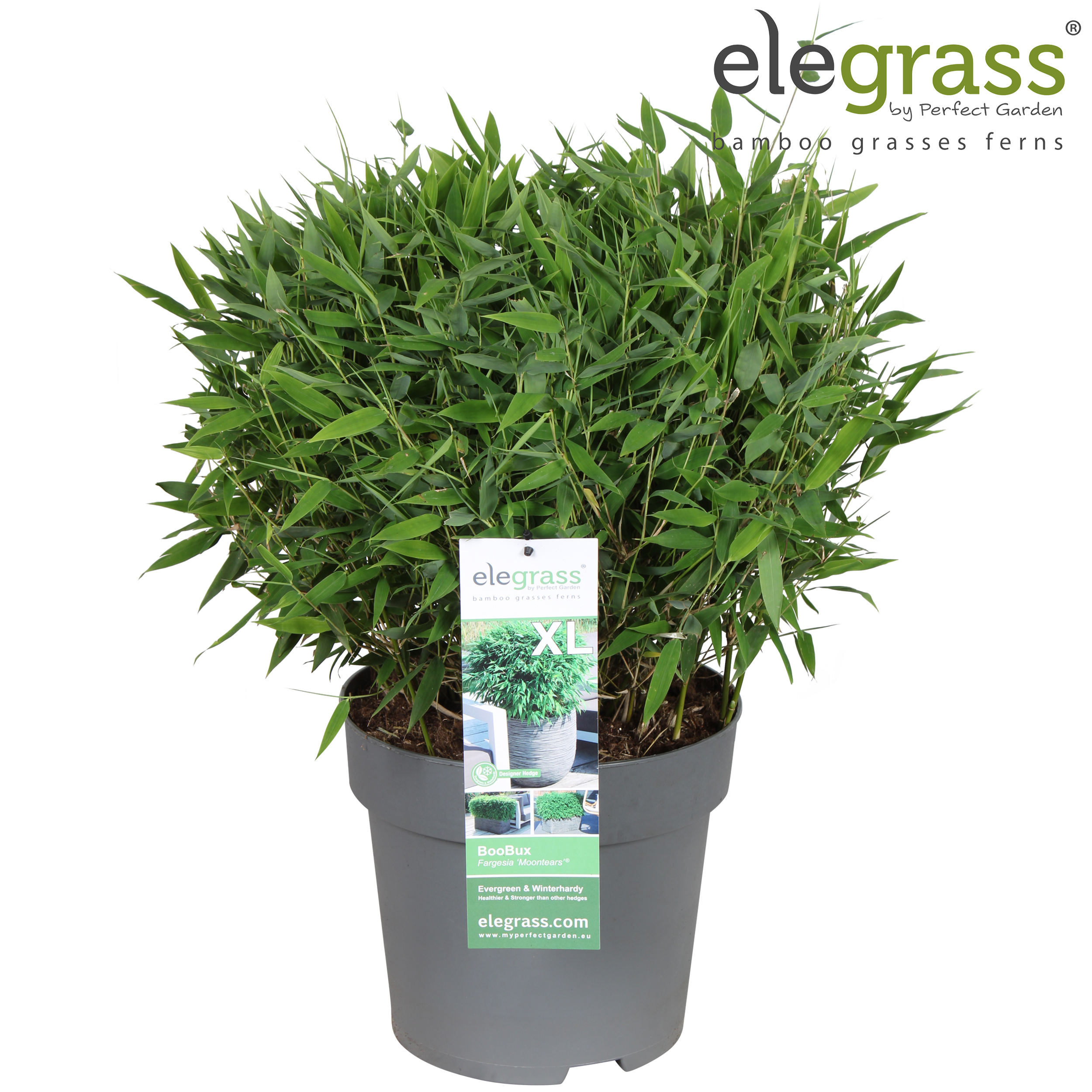 Fargesia 'Moontears'® Boobux P29, D 29