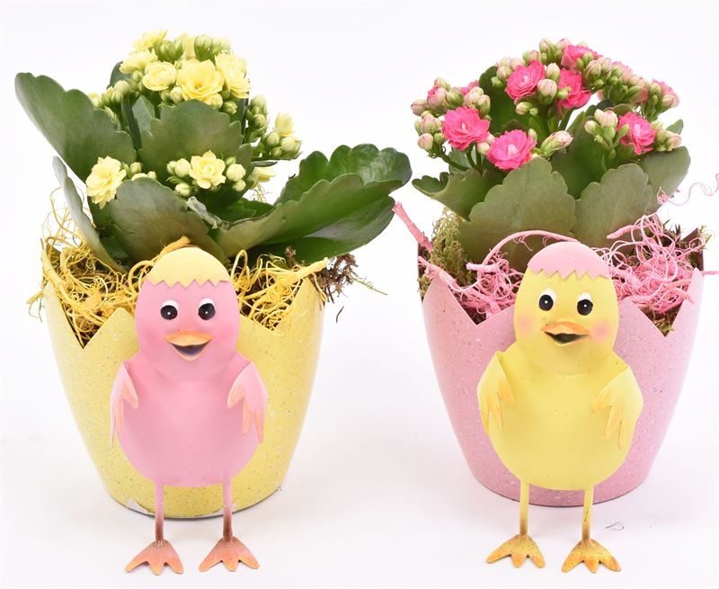 Zink ei met kip 10-12cm, D 12