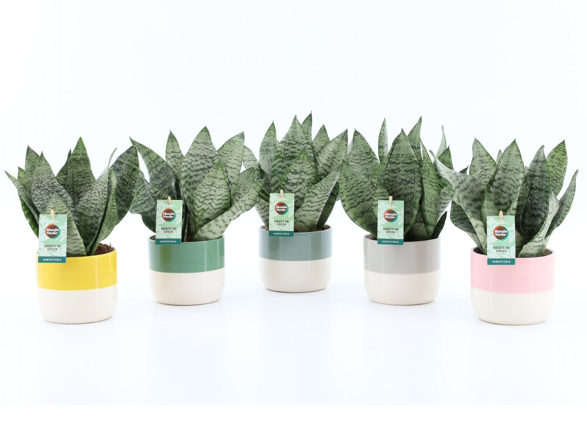 Sansevieria Black Coral in Two Tone keramiek, D 13