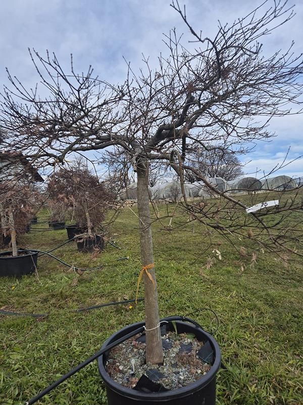 Acer pal. diss. 'Inaba-shidare', D 78