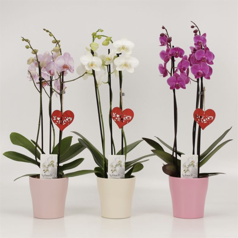 Phalaenopsis gemengd 3 tak gemengd in pastel Valentijn keramiek met hanger, D 12
