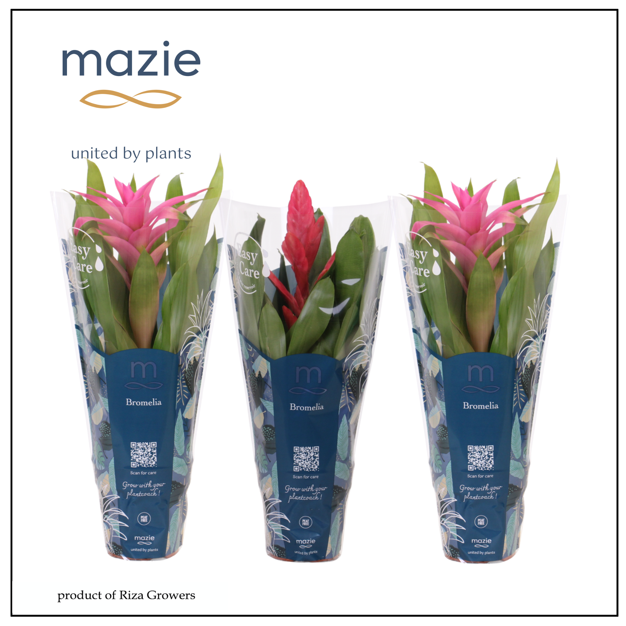 Bromelia Pink Mix- 12cm | Mazie, D 12