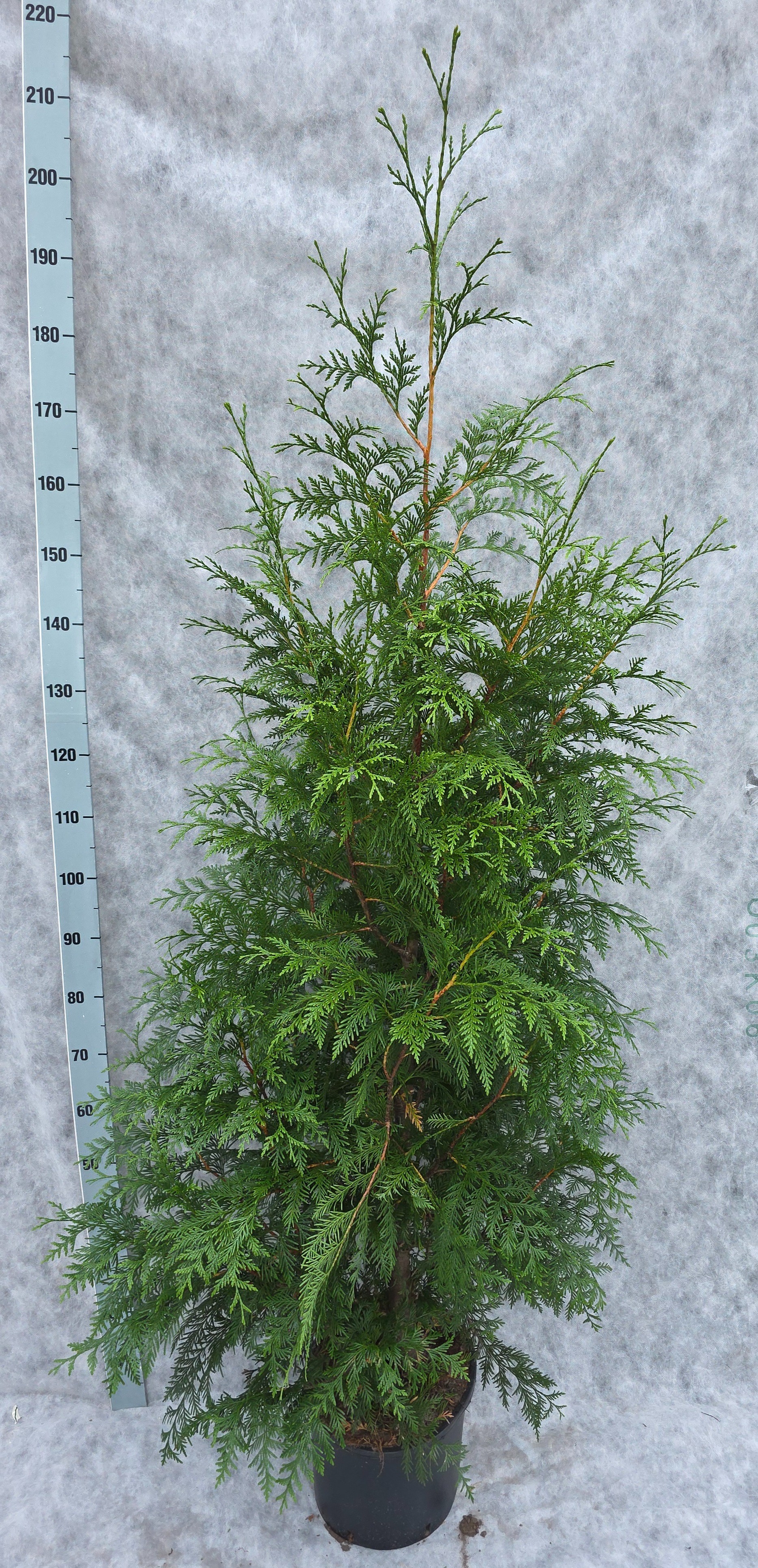 Thuja plicata Excelsa 200, D 133