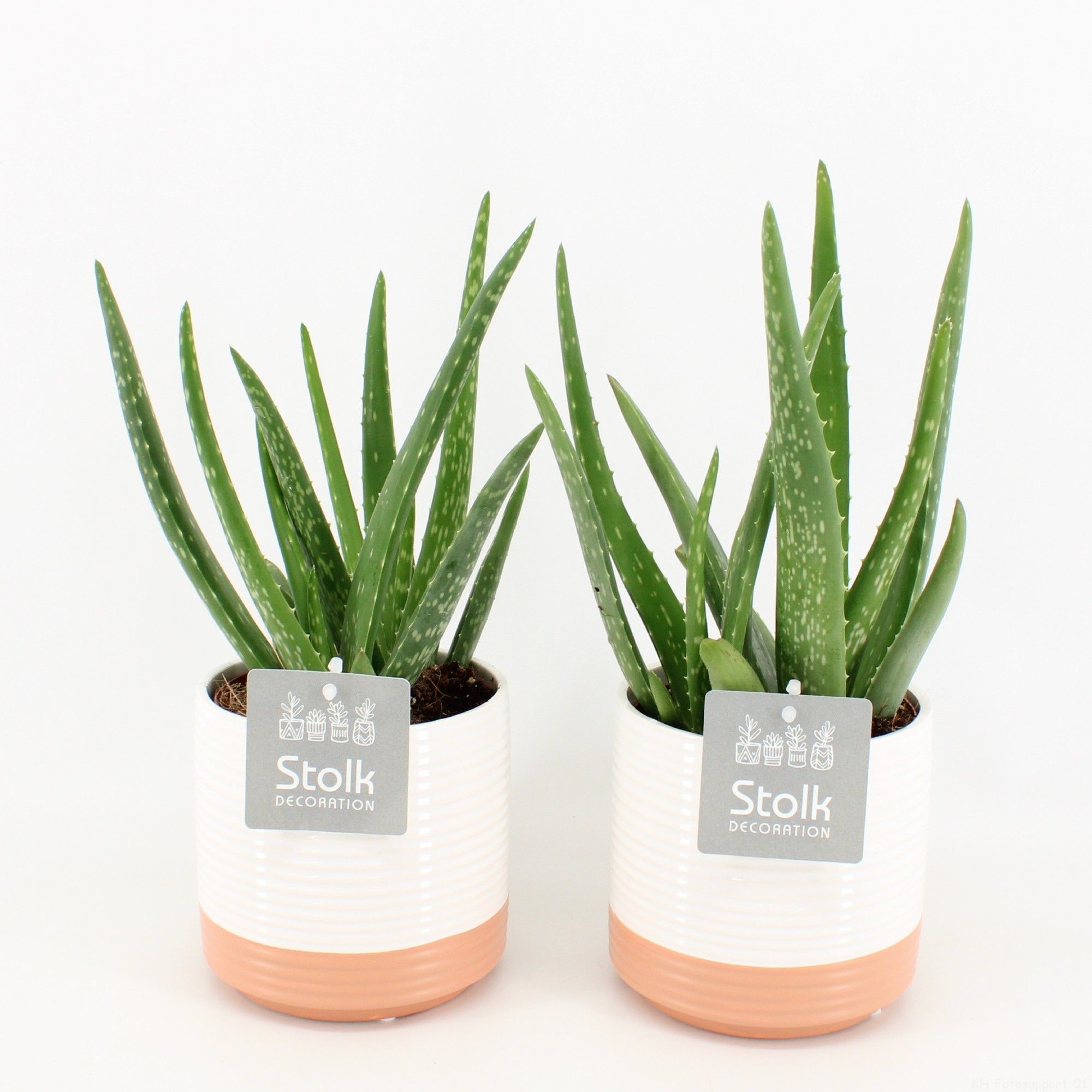 Aloe Vera in Milou Keramiek, D 13