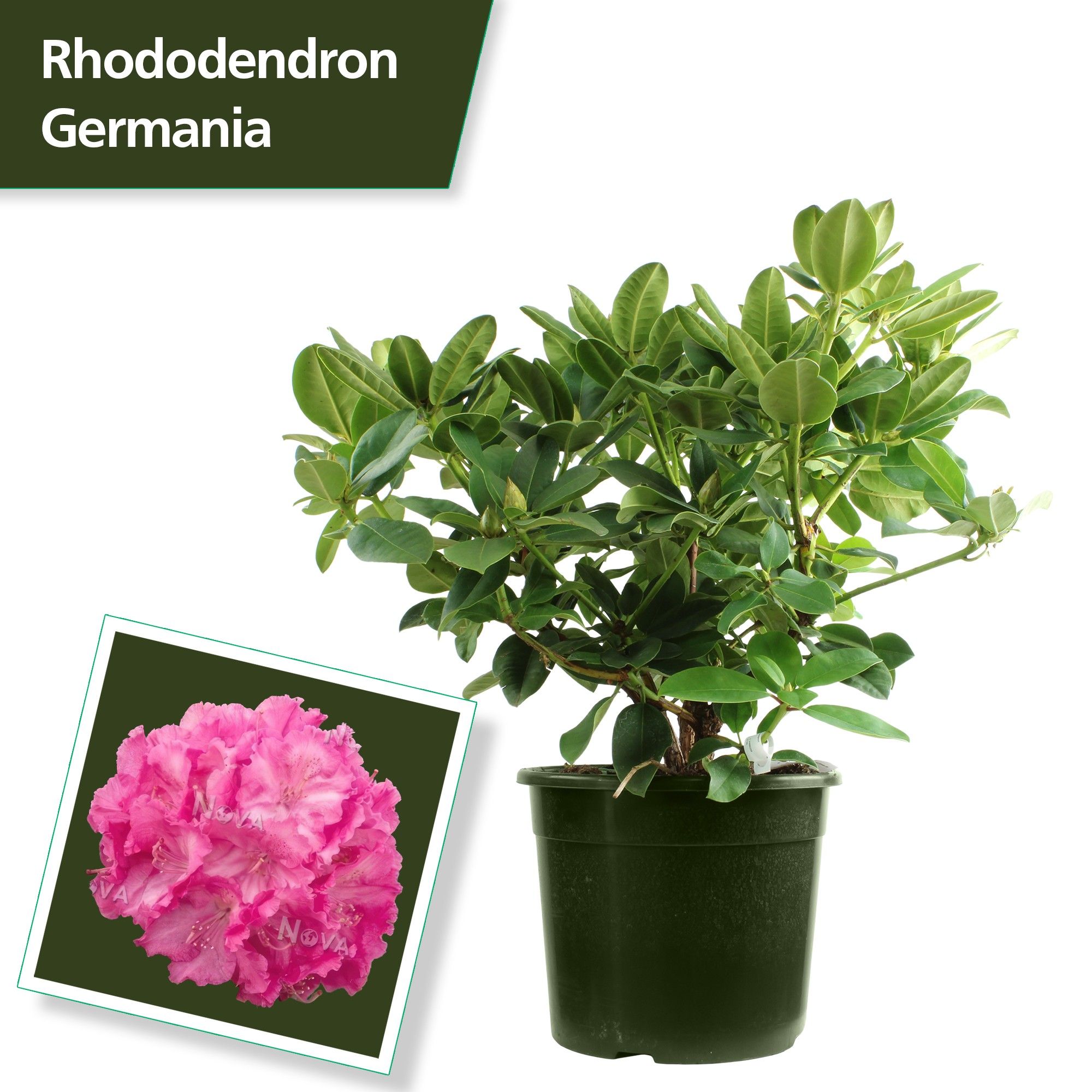 Rhodo. 'Germania' pink, D 37