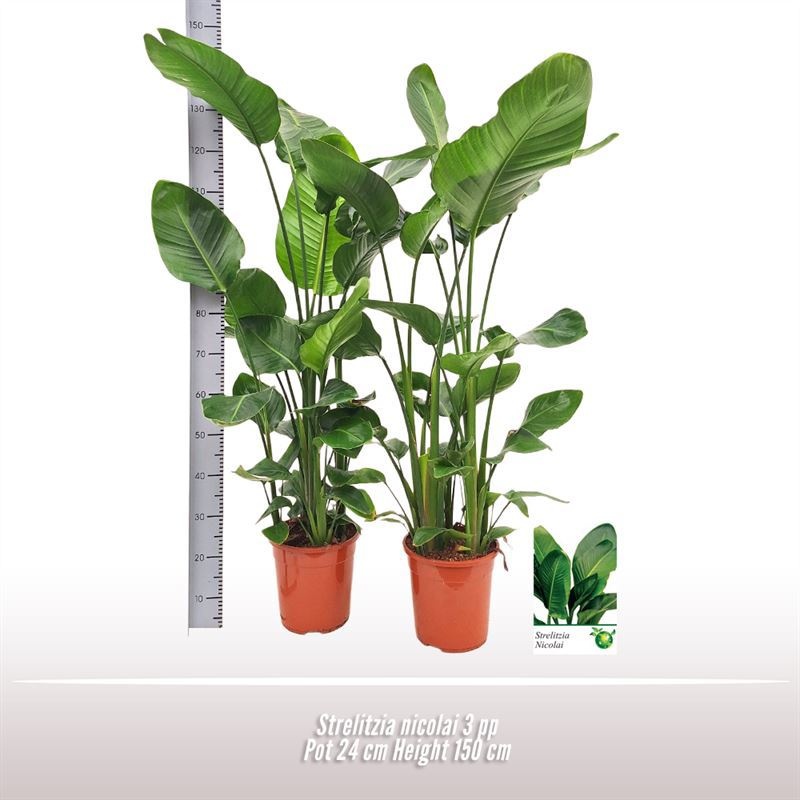 Strelitzia nicolai 3 per pot, D 24