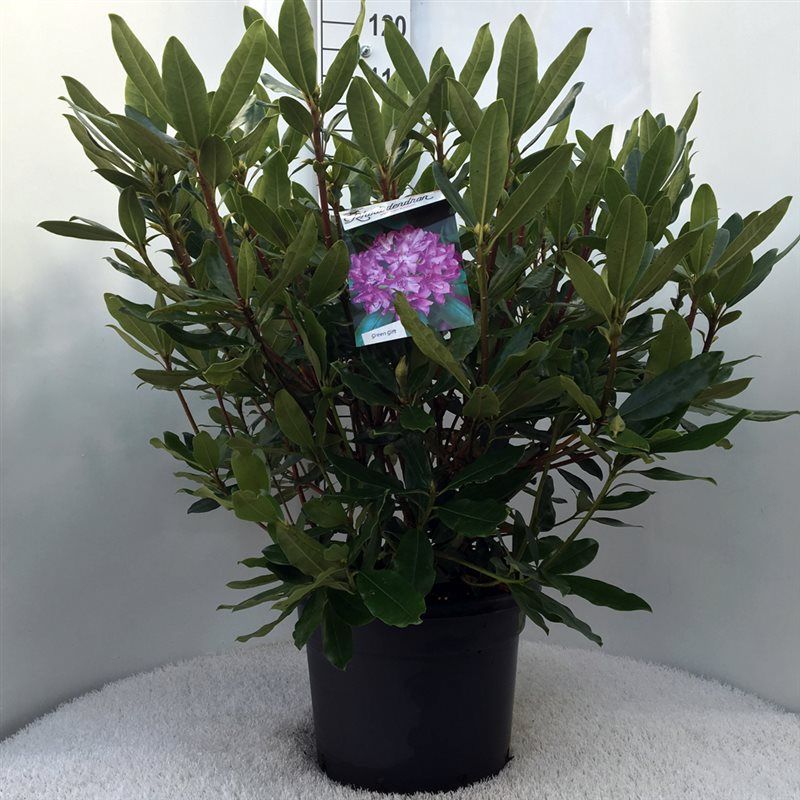 Rhodo. ponticum 'Roseum' pink, D 37