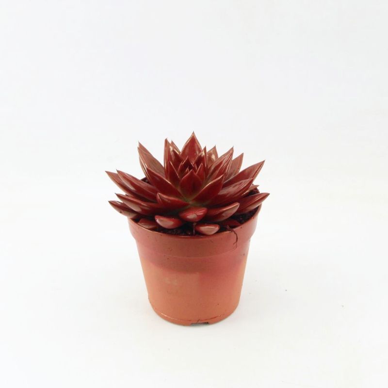 Miranda coloured red, D 12