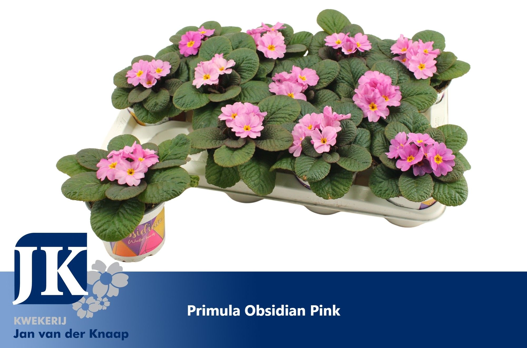 Primula Pink Winterhard, D 12
