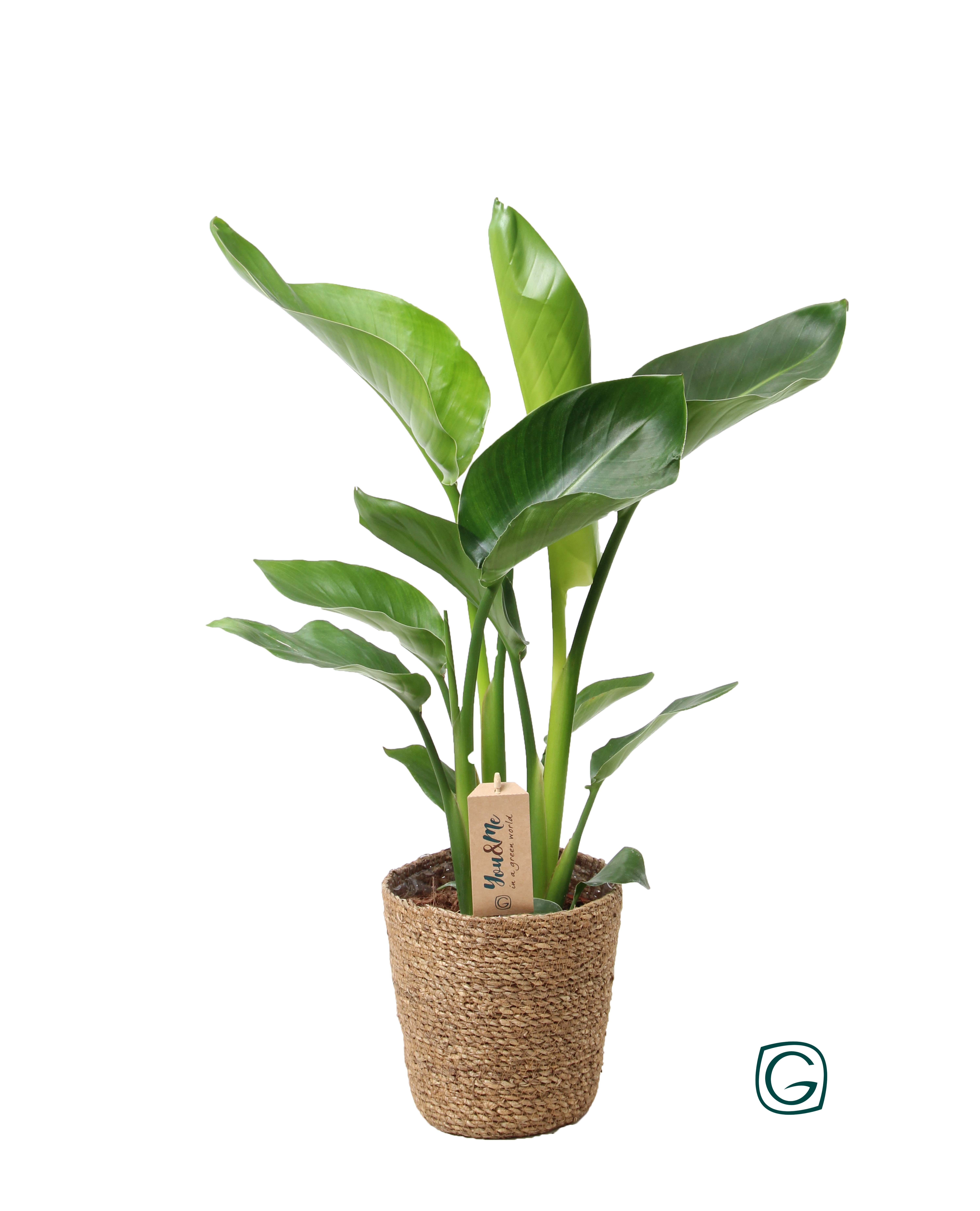 Strelitzia nicolai p17 in natural basket, D 17