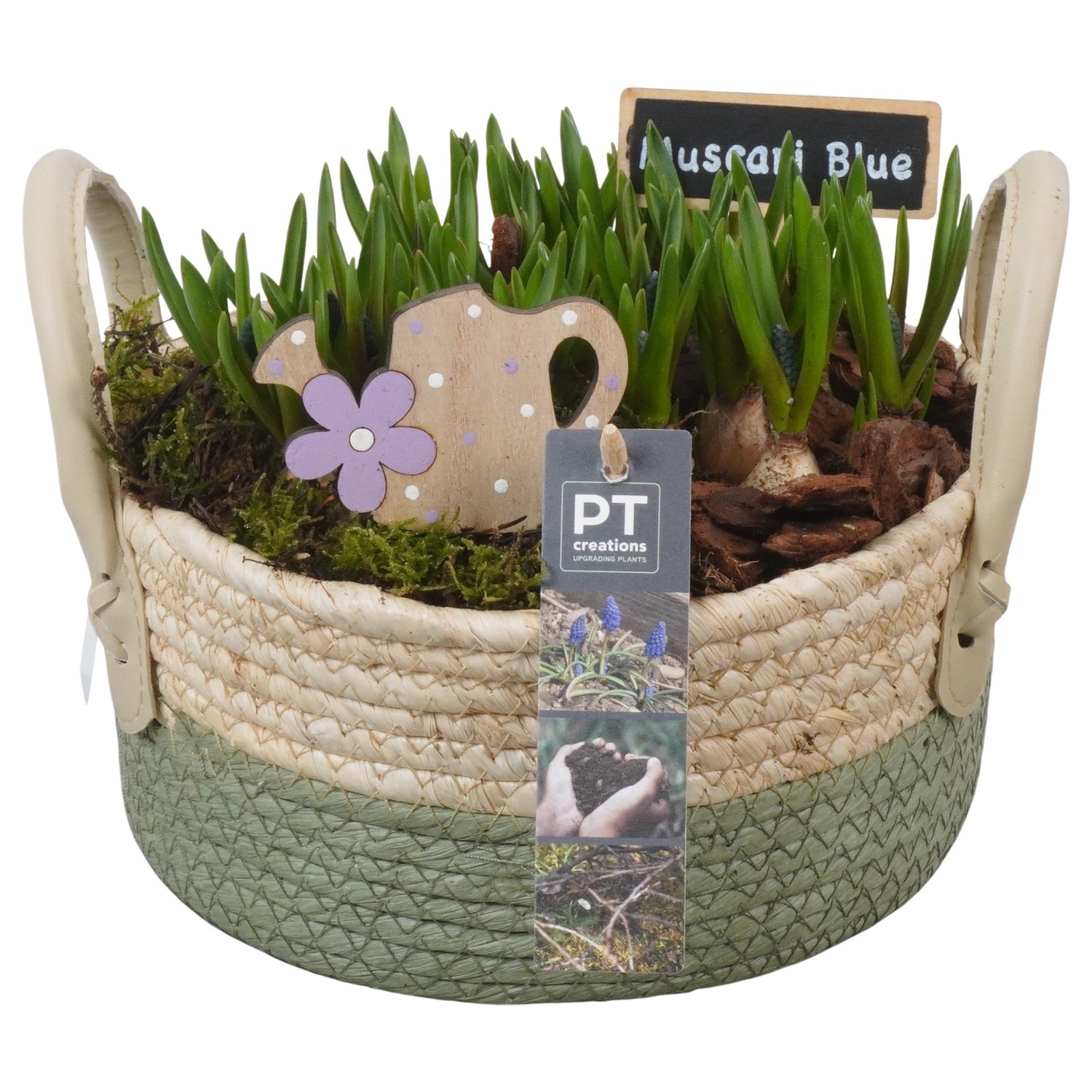 PTMB6213 Arrangement Muscari Blue in riet mand, D 21
