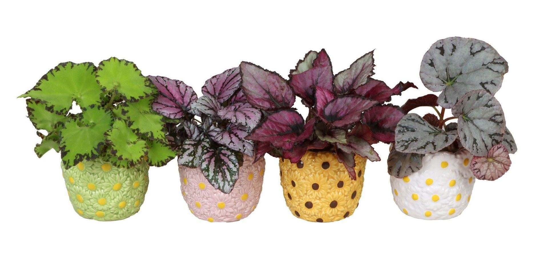 L 66572 with Begonia Rex Mix 6 cm, D 6