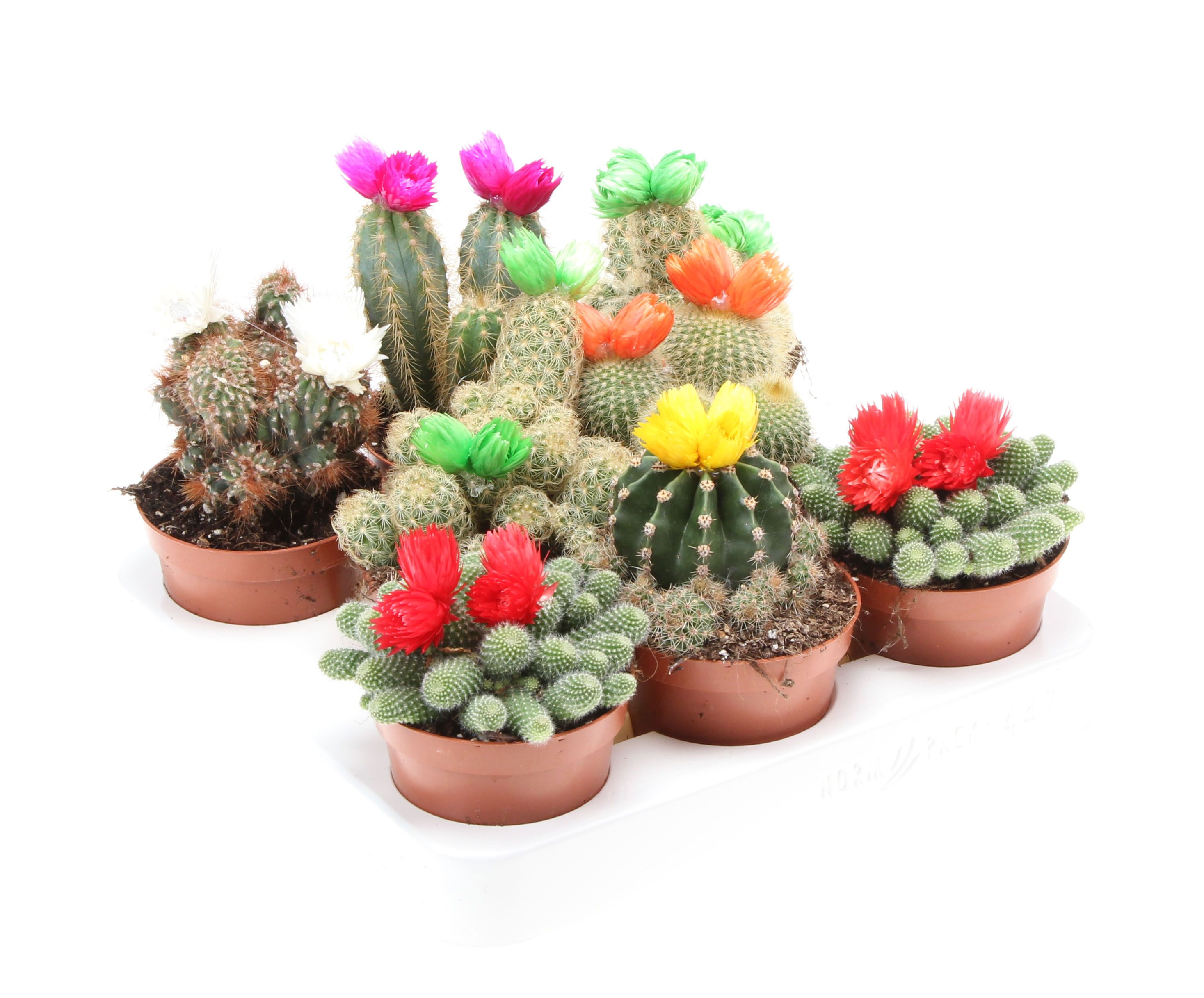 Cactus decoratie strobloem mix, D 8,5