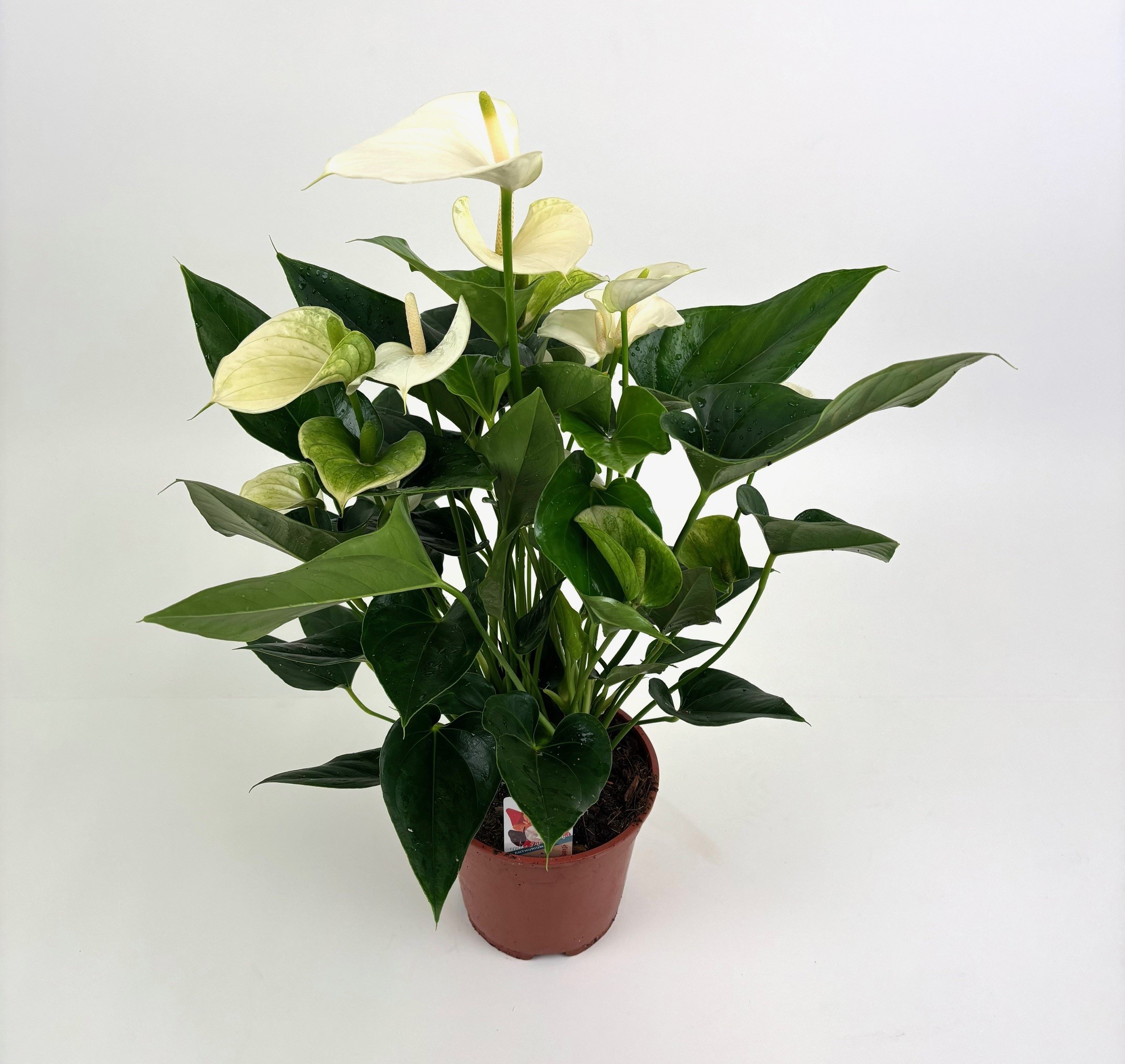 Anthurium 'Pristino', D 17