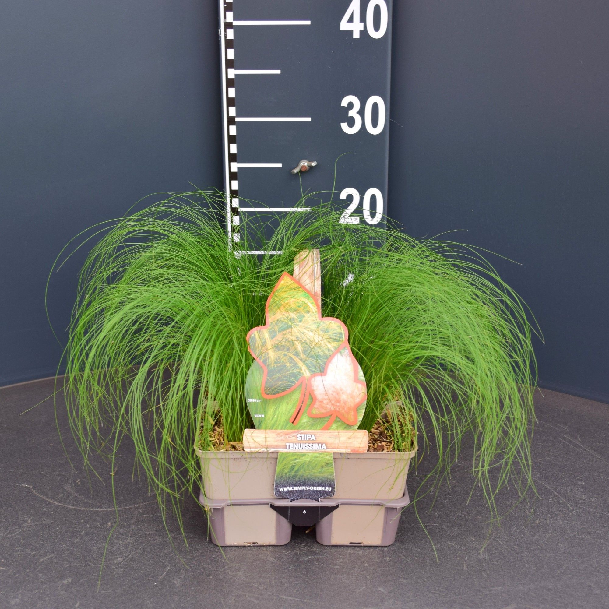 Stipa tenuissima (6-pack), D 9