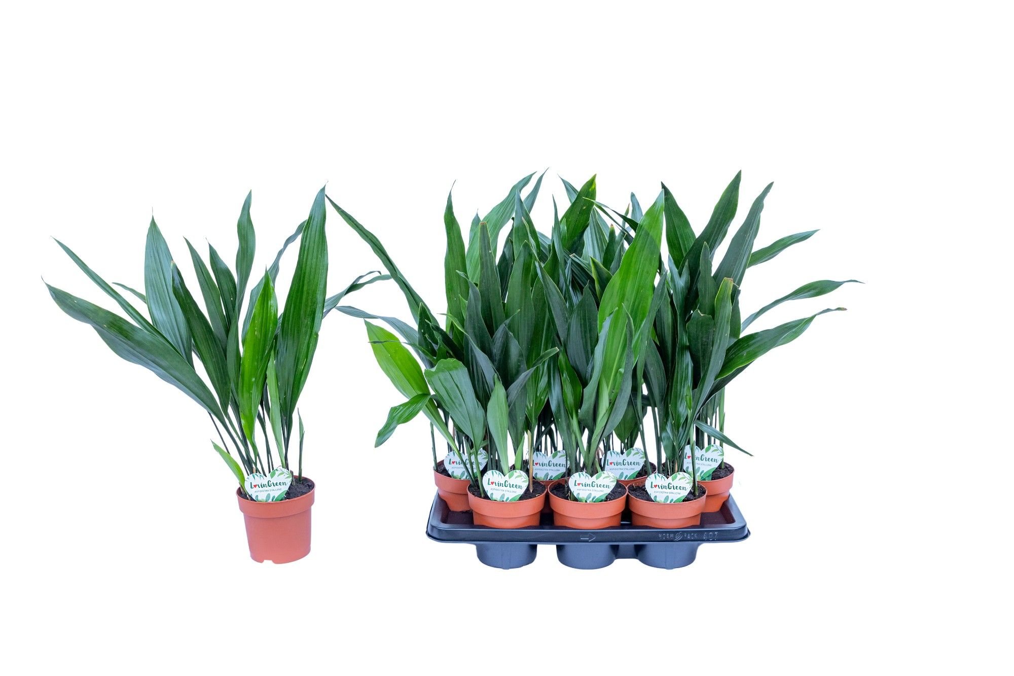 ASPIDISTRA ELATIOR, D 14