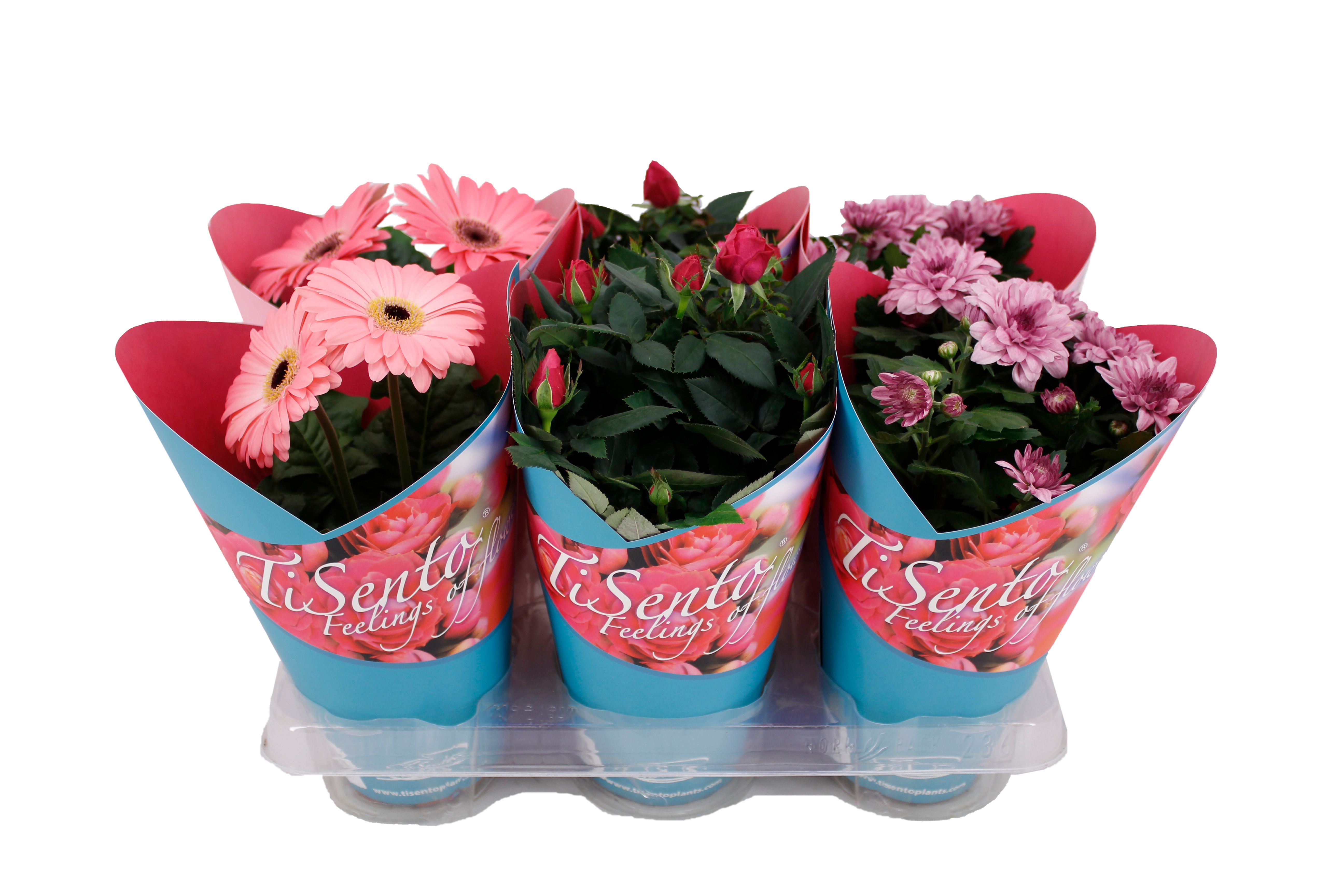 Bloeimix 12cm | Giftcover Blauw, D 12