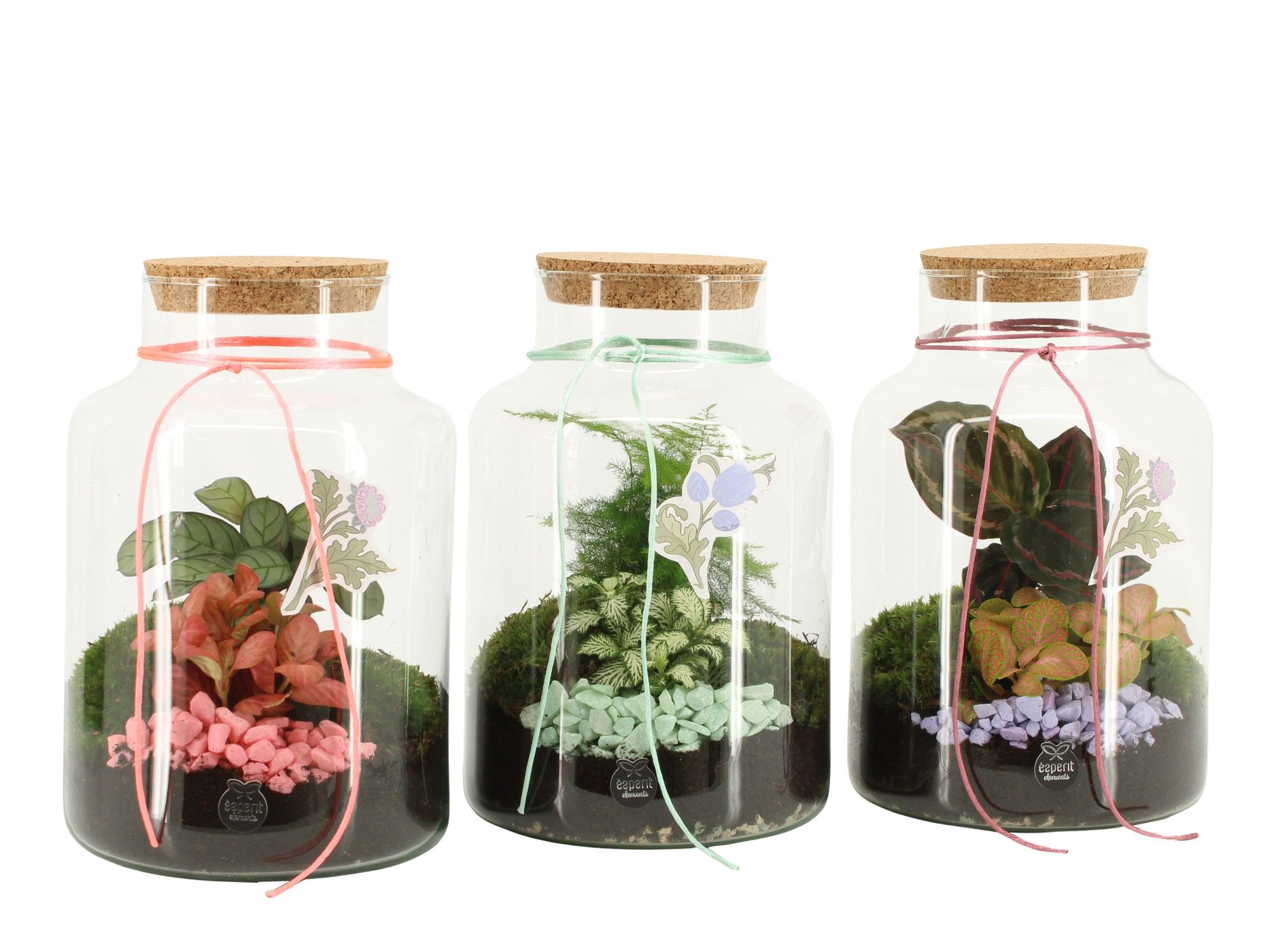 21945: Contradiction terrarium, D 17