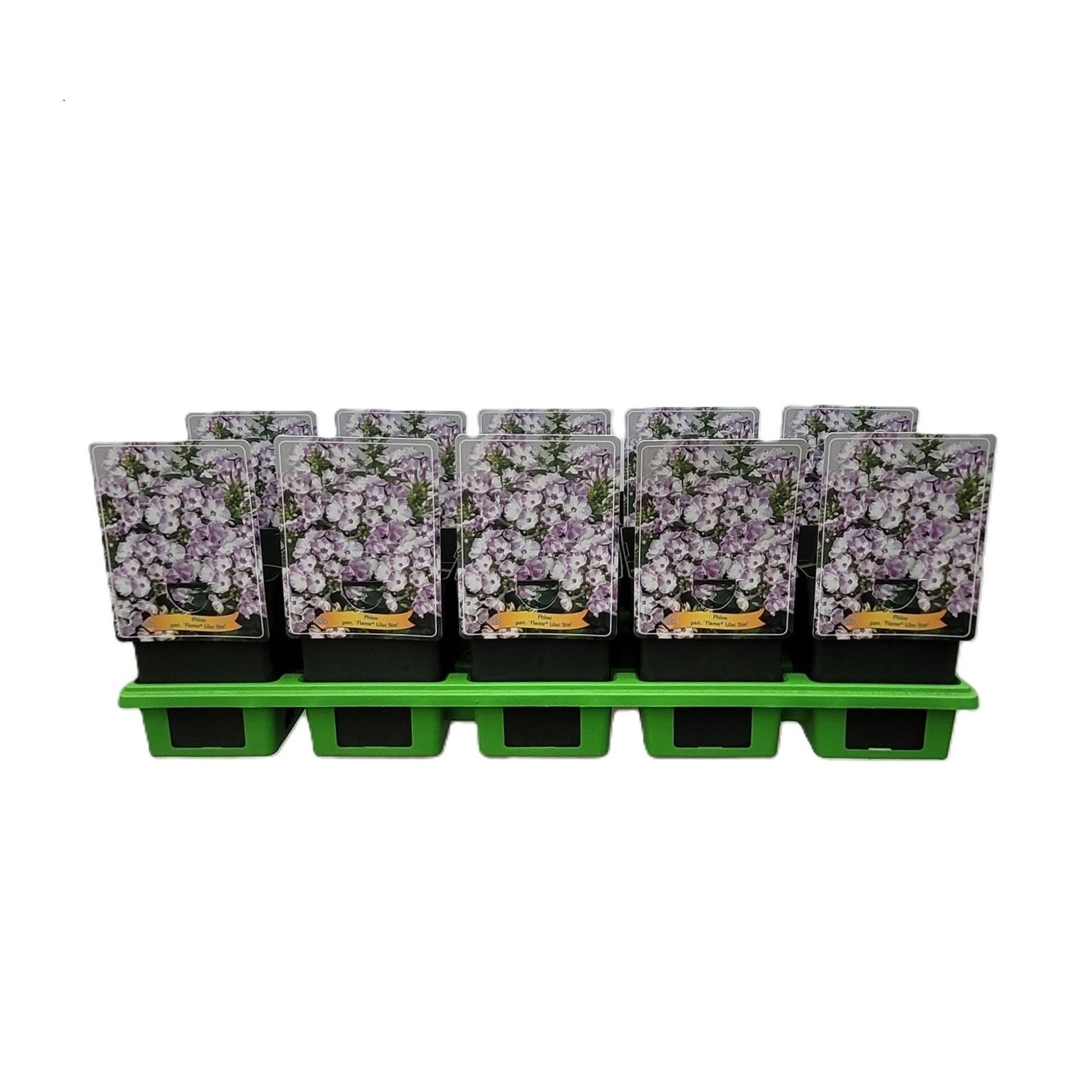 Phlox paniculata 'Flame Lilac Star' P11, D 11