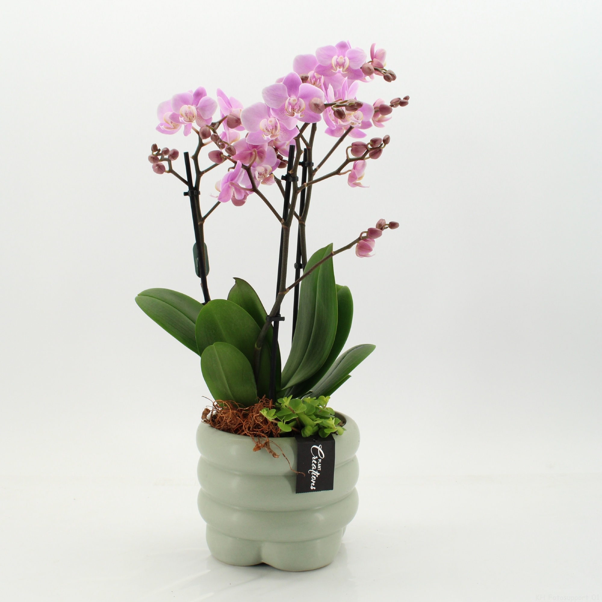 PHAL-2658RZ Phalaenopsis creatie, D 18