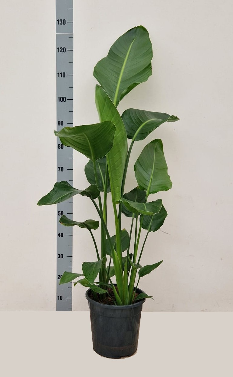 STRELITZIA ALBA C24 2PP, D 24