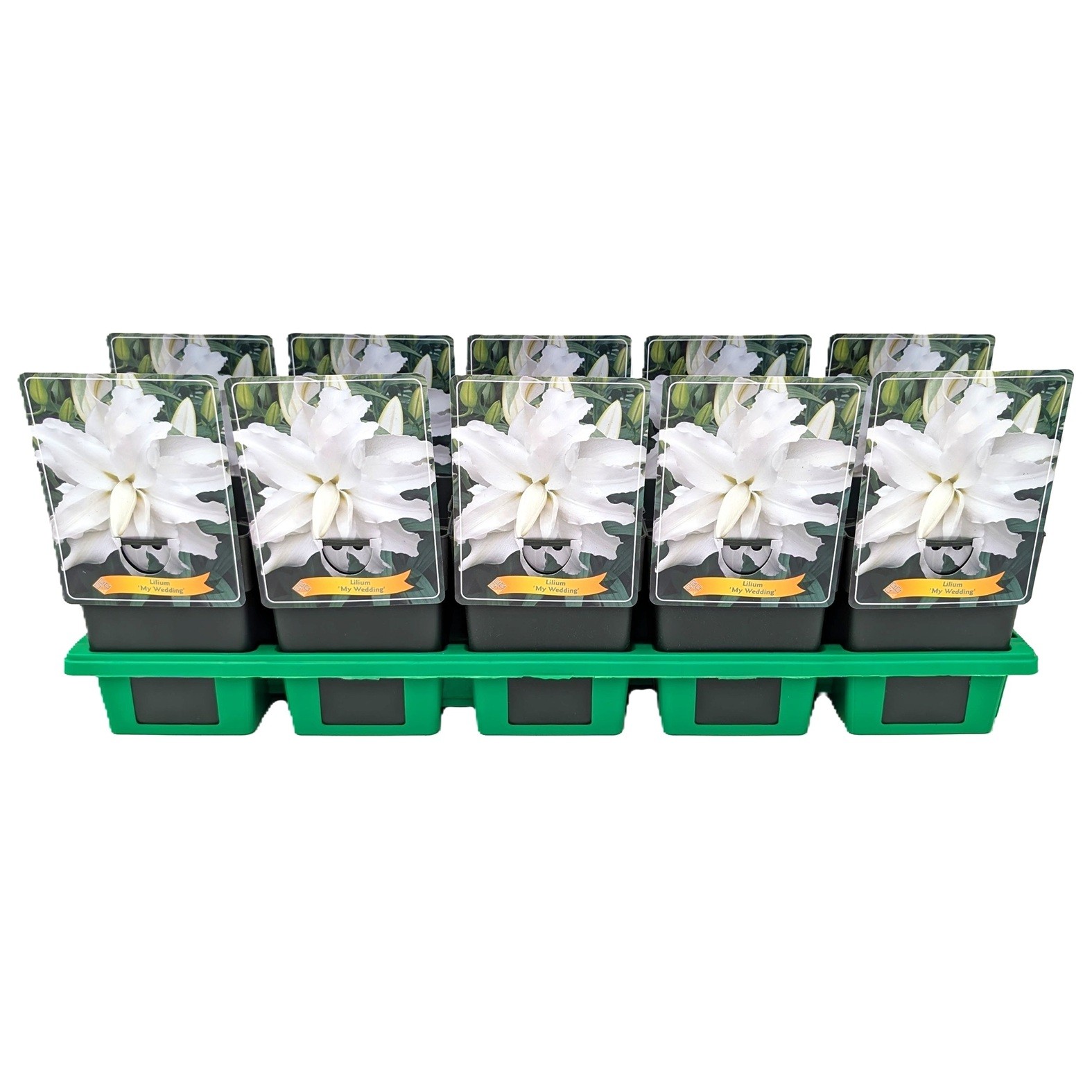 Lilium 'My Wedding' P11, D 11