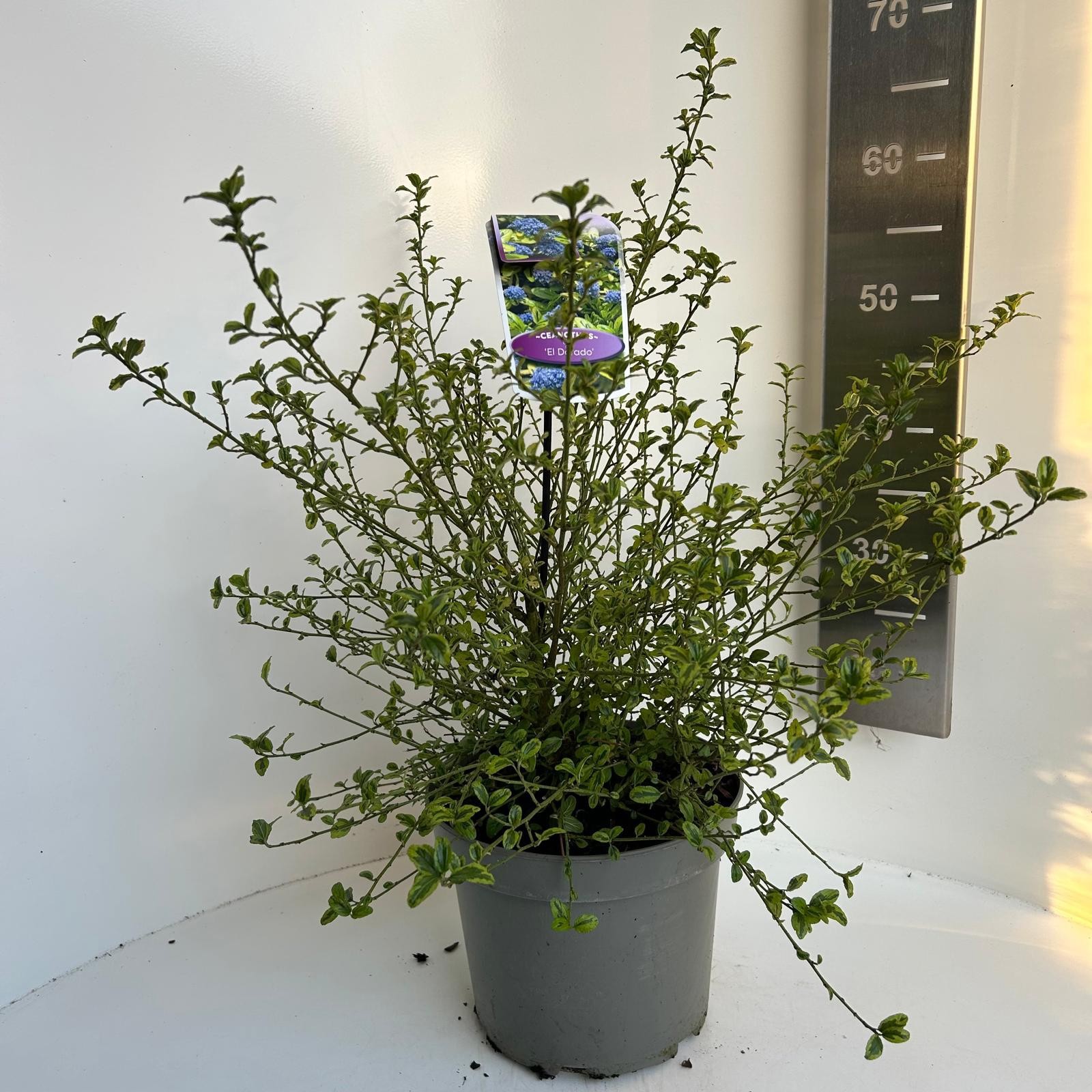 Ceanothus El Dorado, D 23