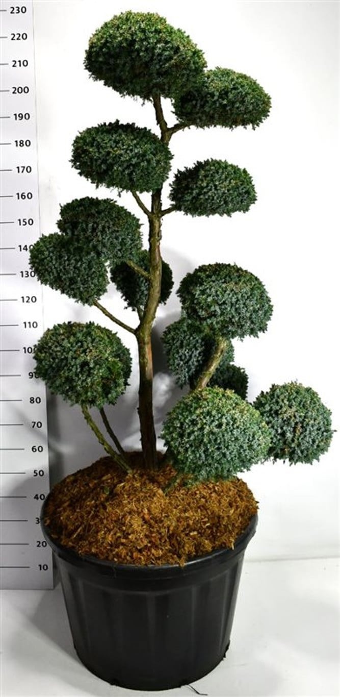 Juniperus chin. 'Blue Alps', D 80