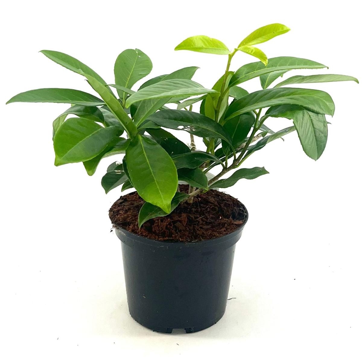 Prunus l. 'Mount Vernon', D 17 cm