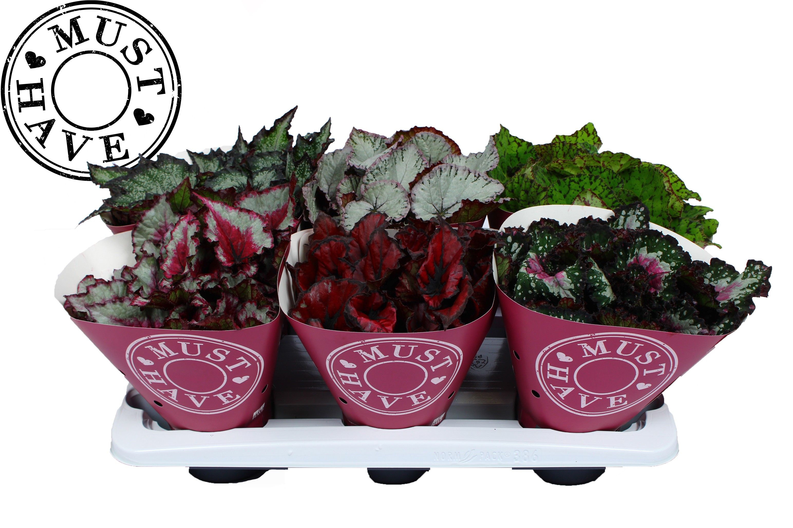 Bladbegonia Rex Special Mix MUST HAVE, D 13