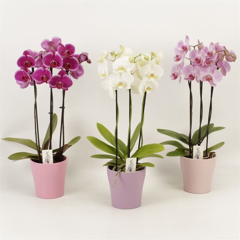Phalaenopsis gemengd 3 tak gemengd shorty in pastel Valentijn keramiek, D 12