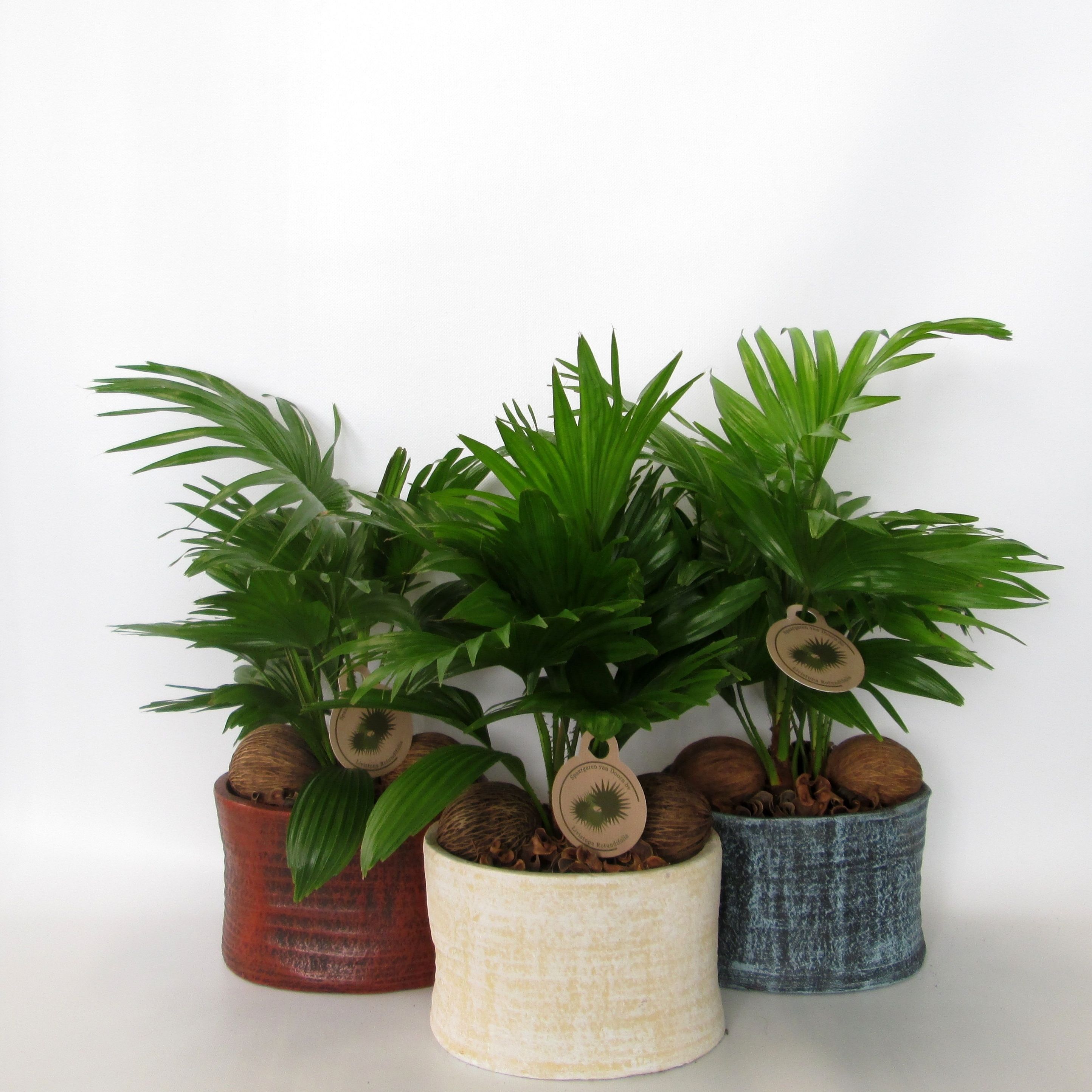 Livistona rotundifoliain Ruby pot, D 20