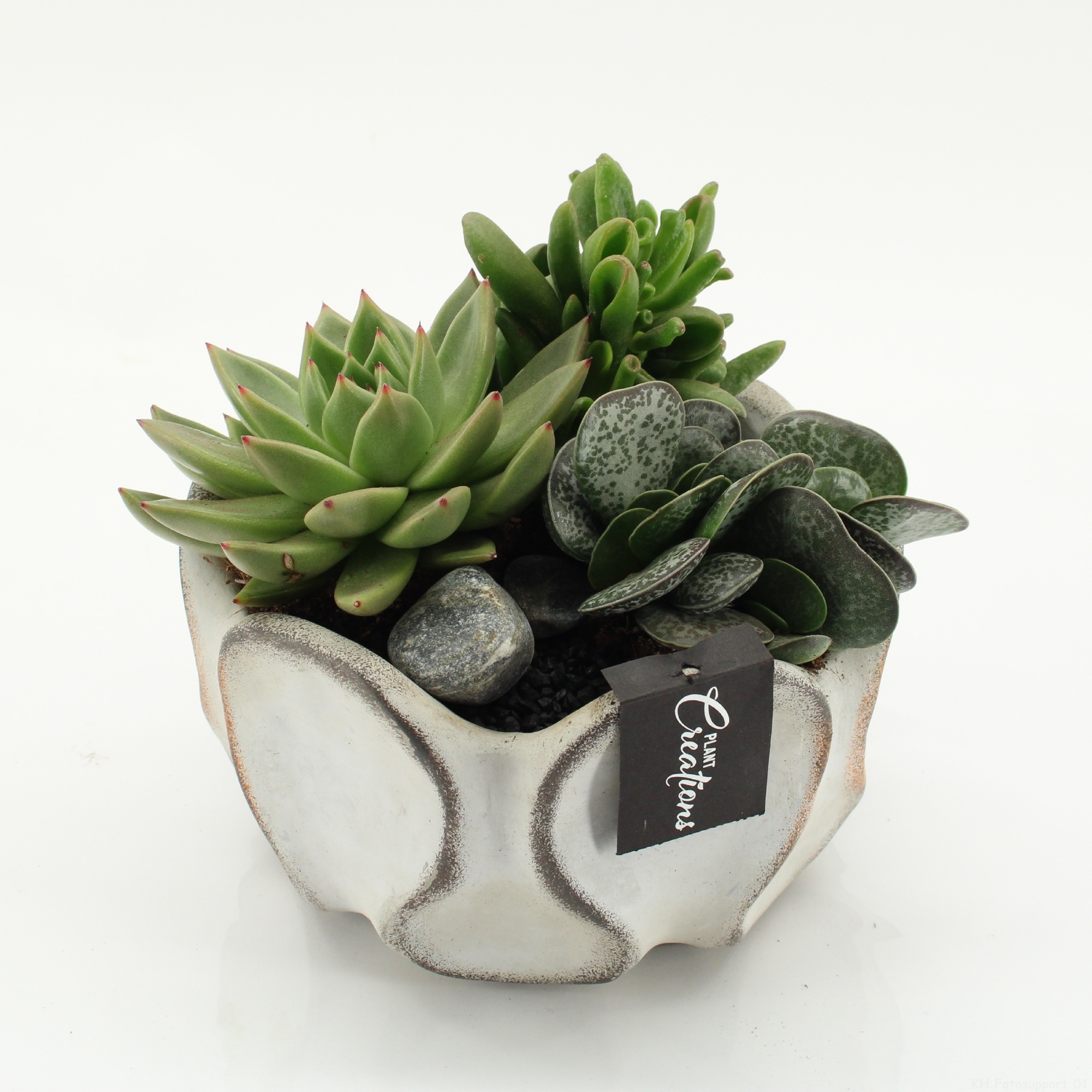 SUCR-2640 Succulent Essentials, D 19