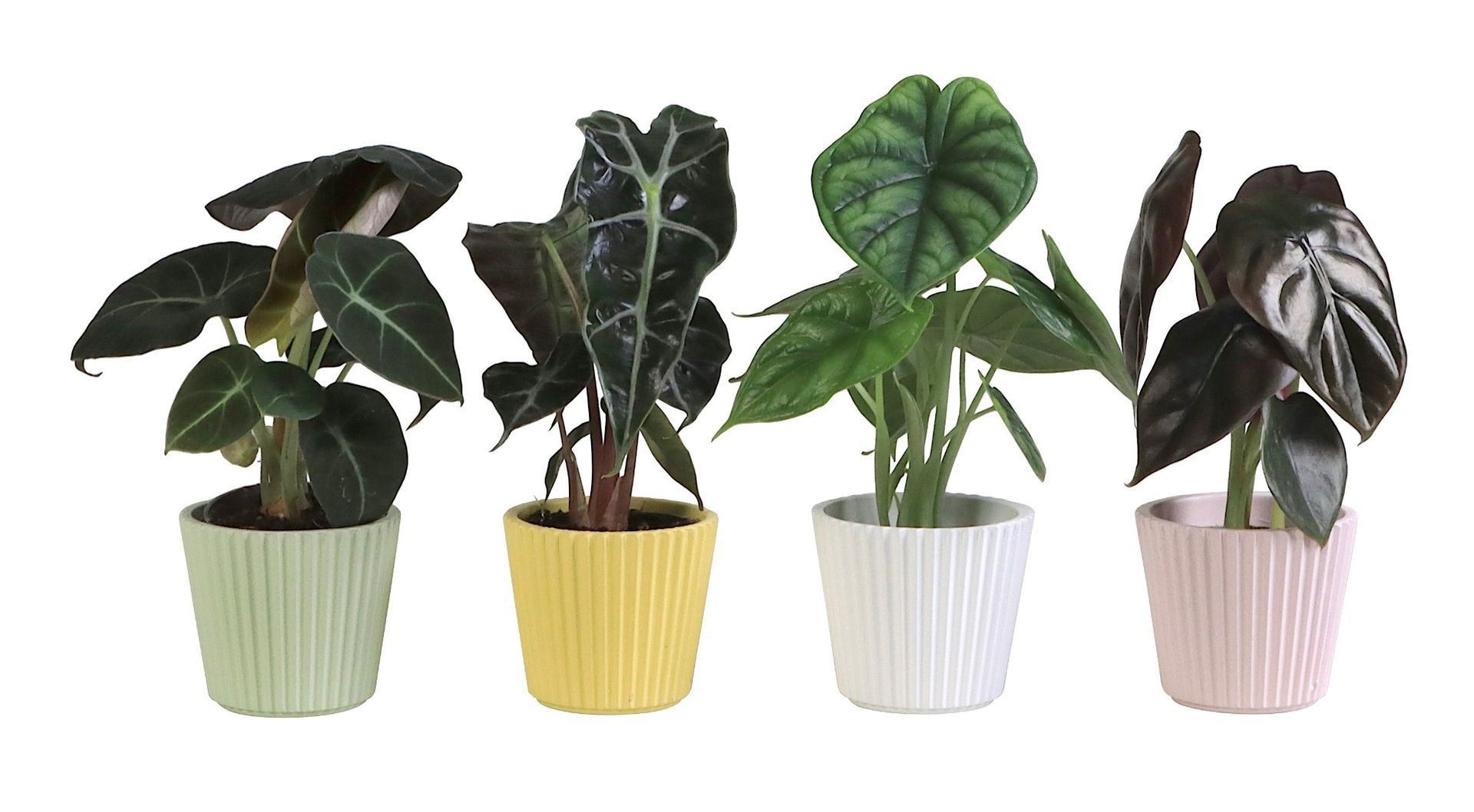 L 65918 with Alocasia Mix 6 cm, D 6