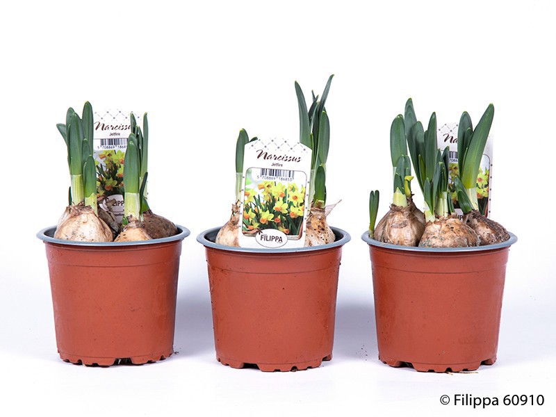 NARCISSUS MEDIOLUTEUS 'Jetfire', D 11