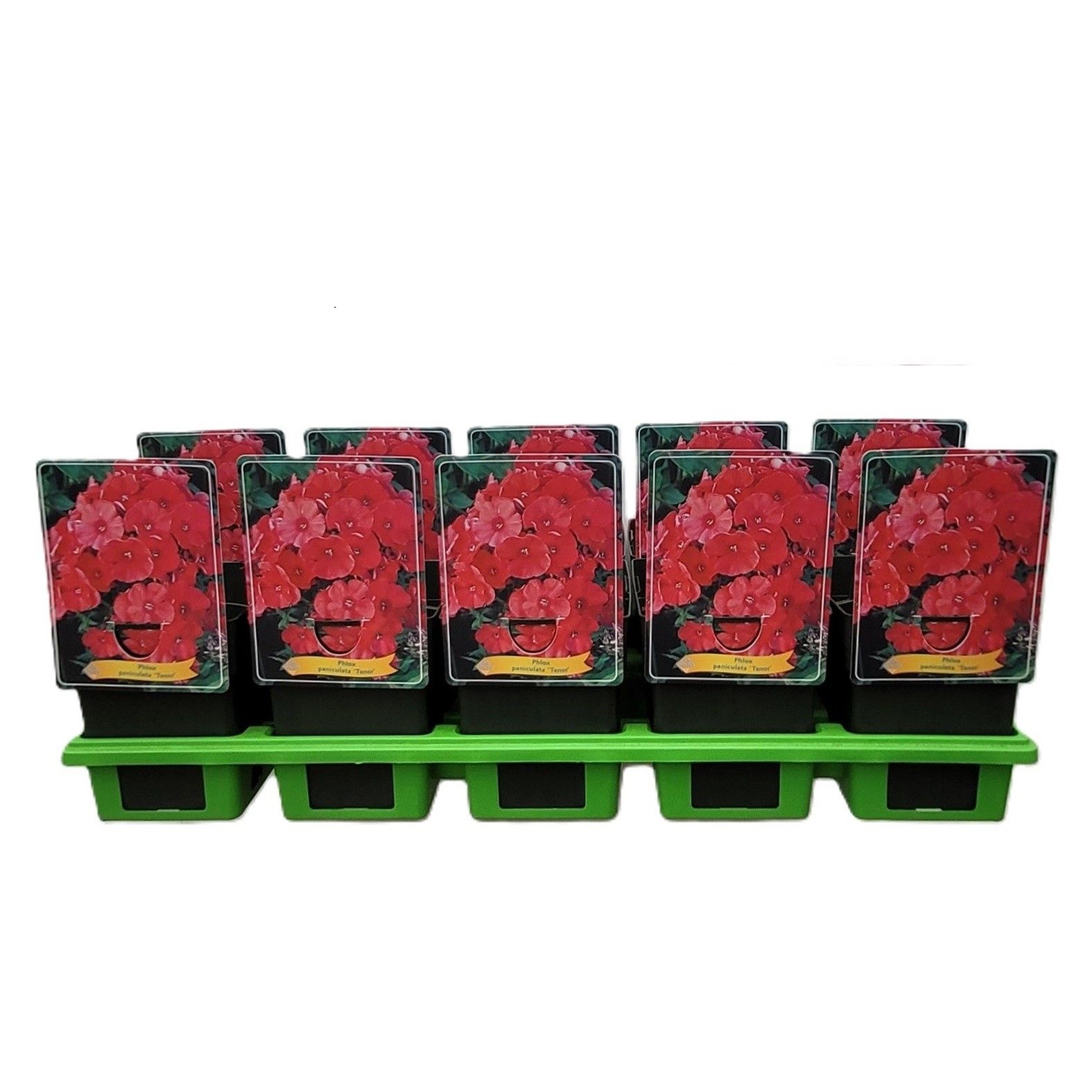 Phlox Paniculata 'Tenor' P11, D 11