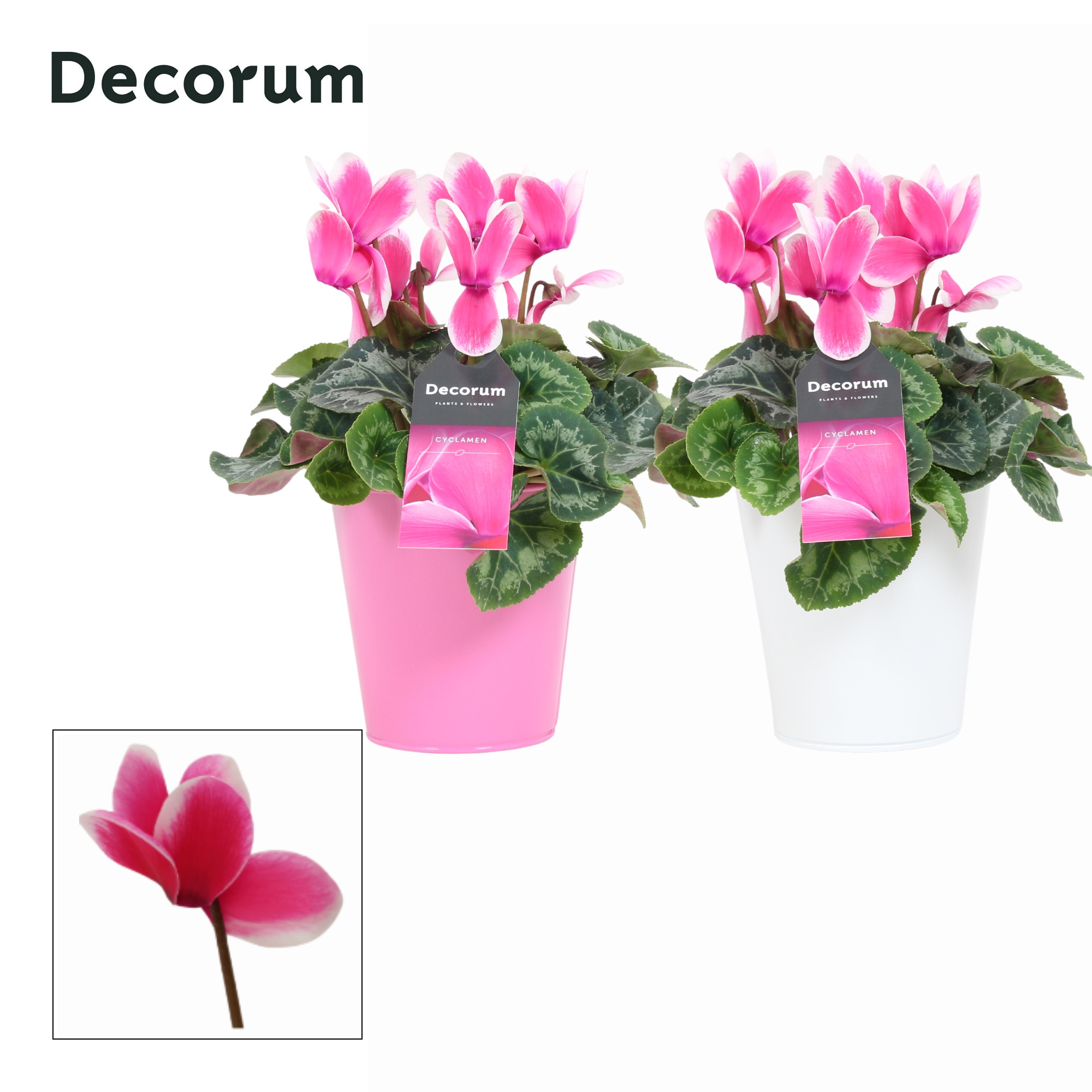 Cyclaam Lovely Moments in Ompot Zara(Decorum), D 12