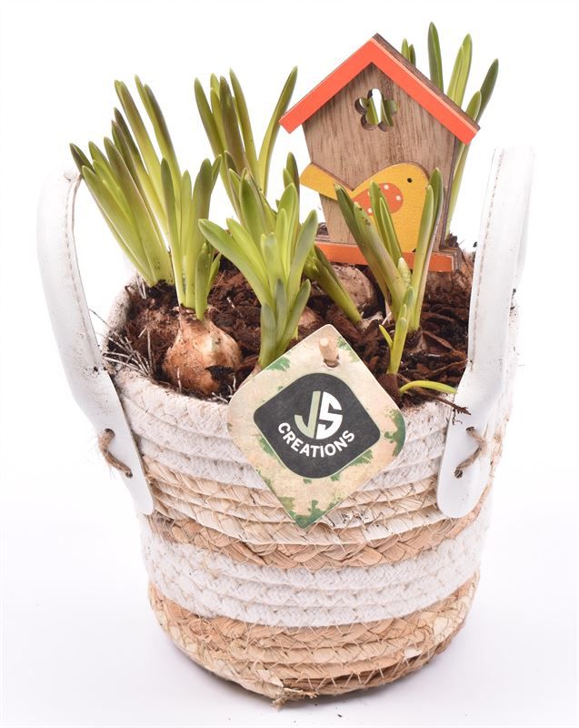 Maismand met oren Dia 13, D 12