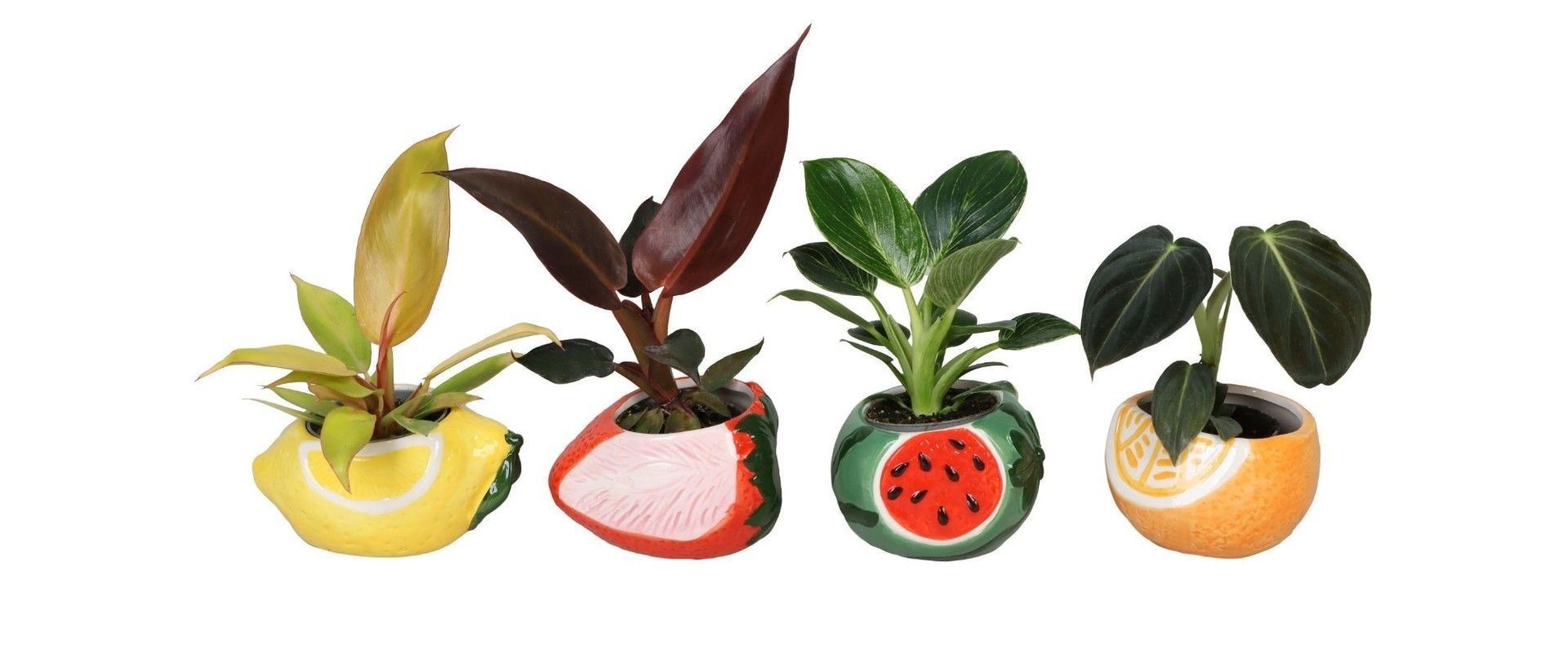 L 66680 with Philodendron Mix 6 cm, D 6