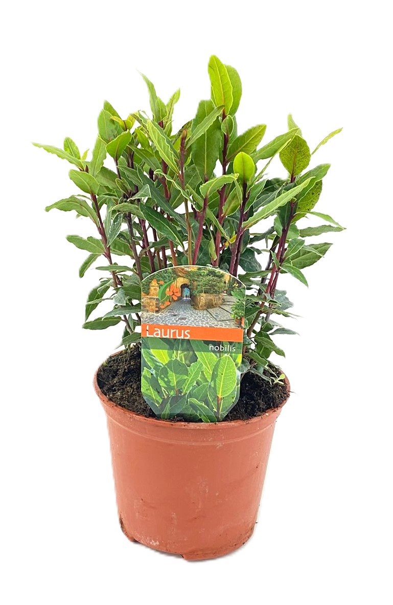 Laurus nobilis, D 14