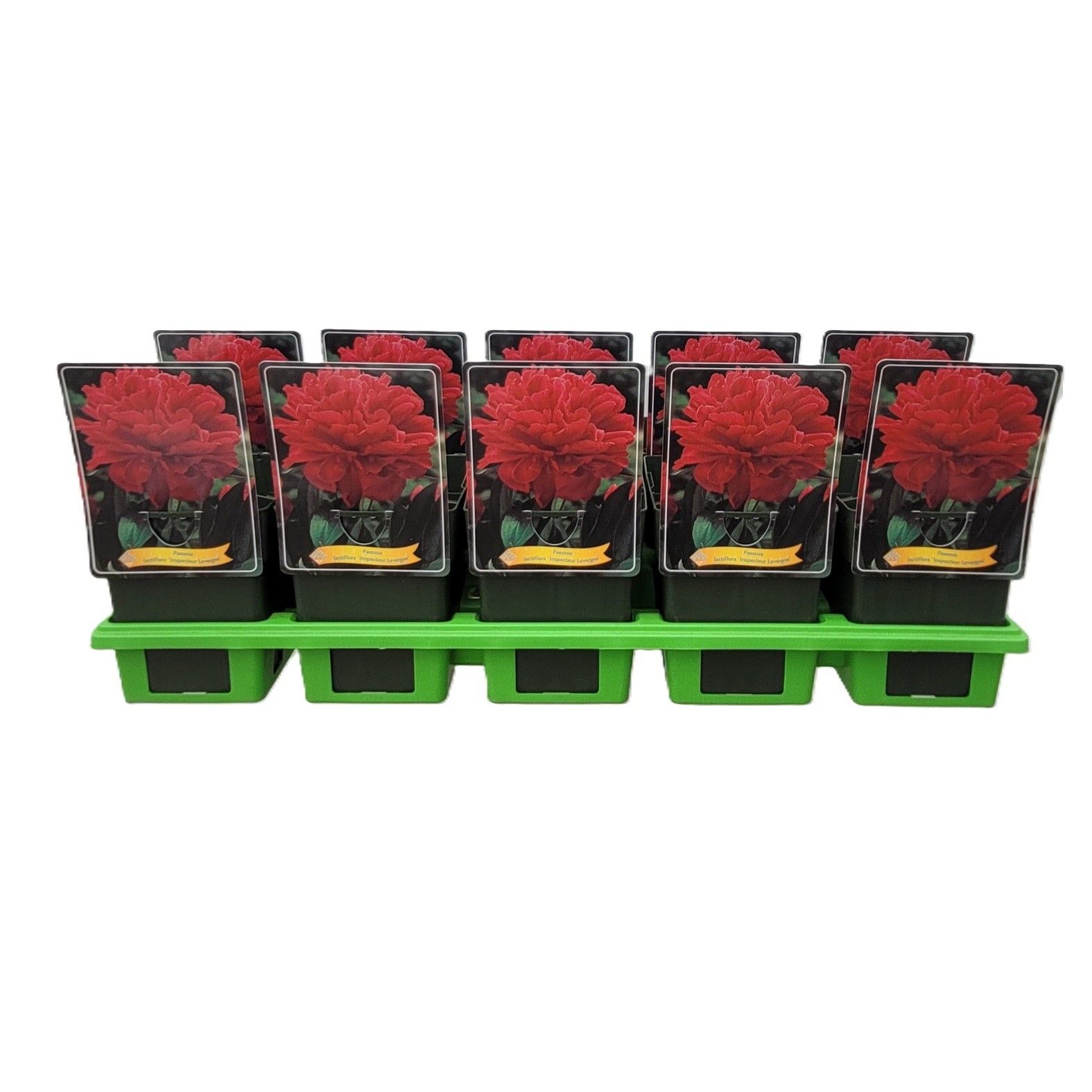 Paeonia lactiflora 'Inspecteur Lavergne' P11, D 11