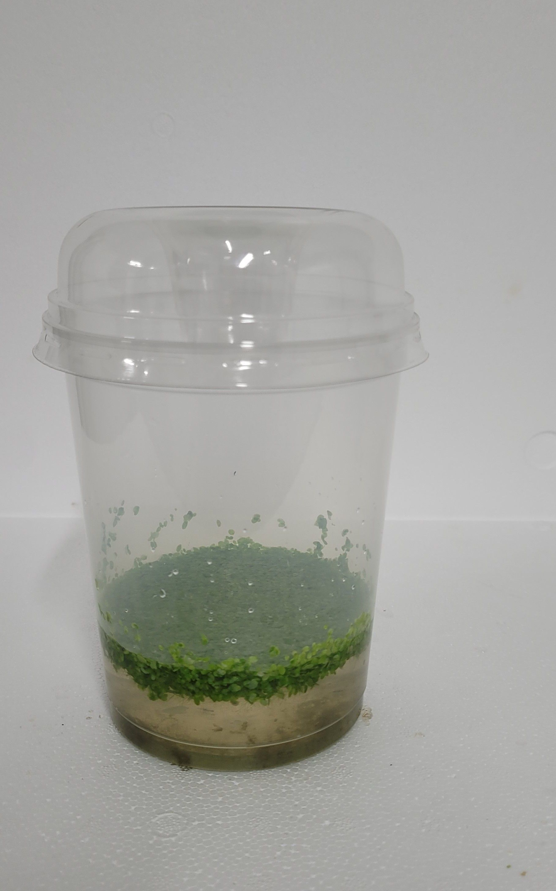 490-Lemna trescultata + Deksel, D 12