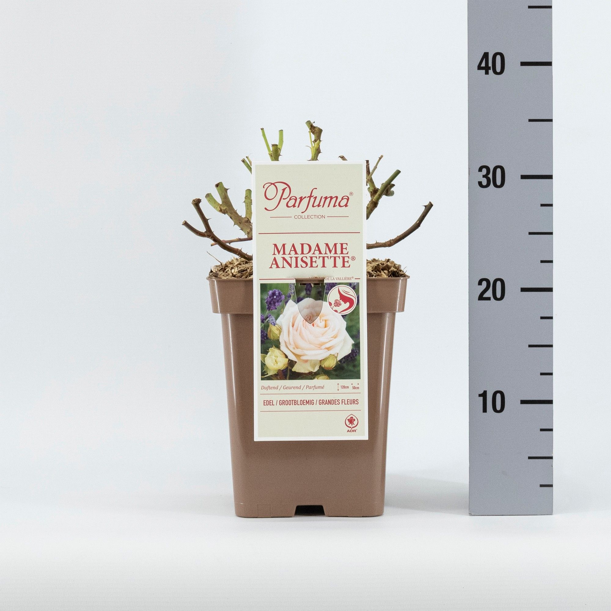 Rosa Parfuma (TH) Madame Anisette ®, D 23