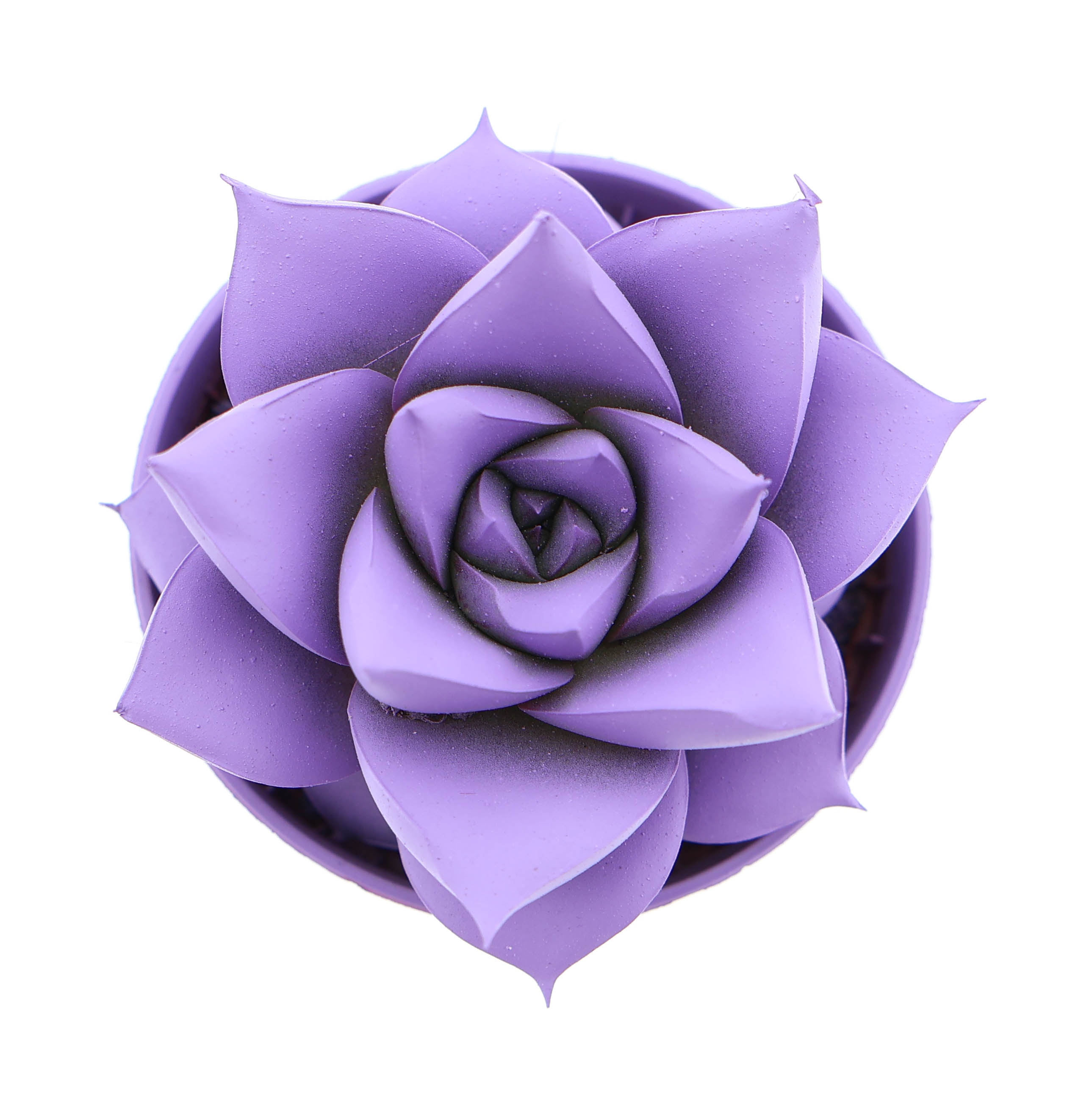 Rainbow purper purple, D 5,5