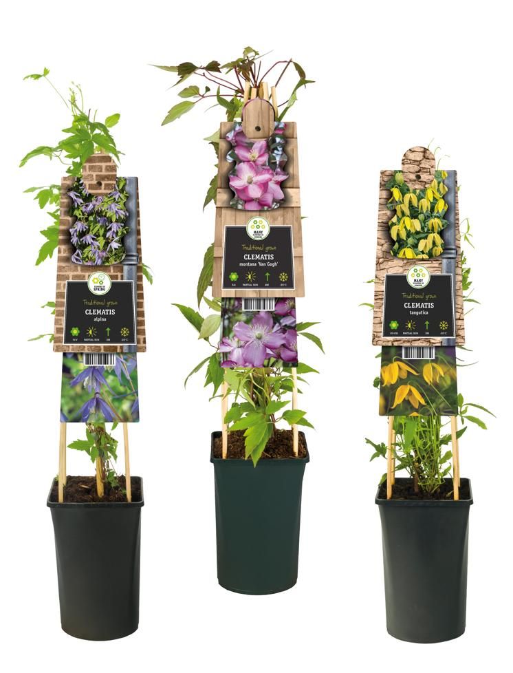 Mixshelf Clematis small-flowered varieties +3.0 label, D 17