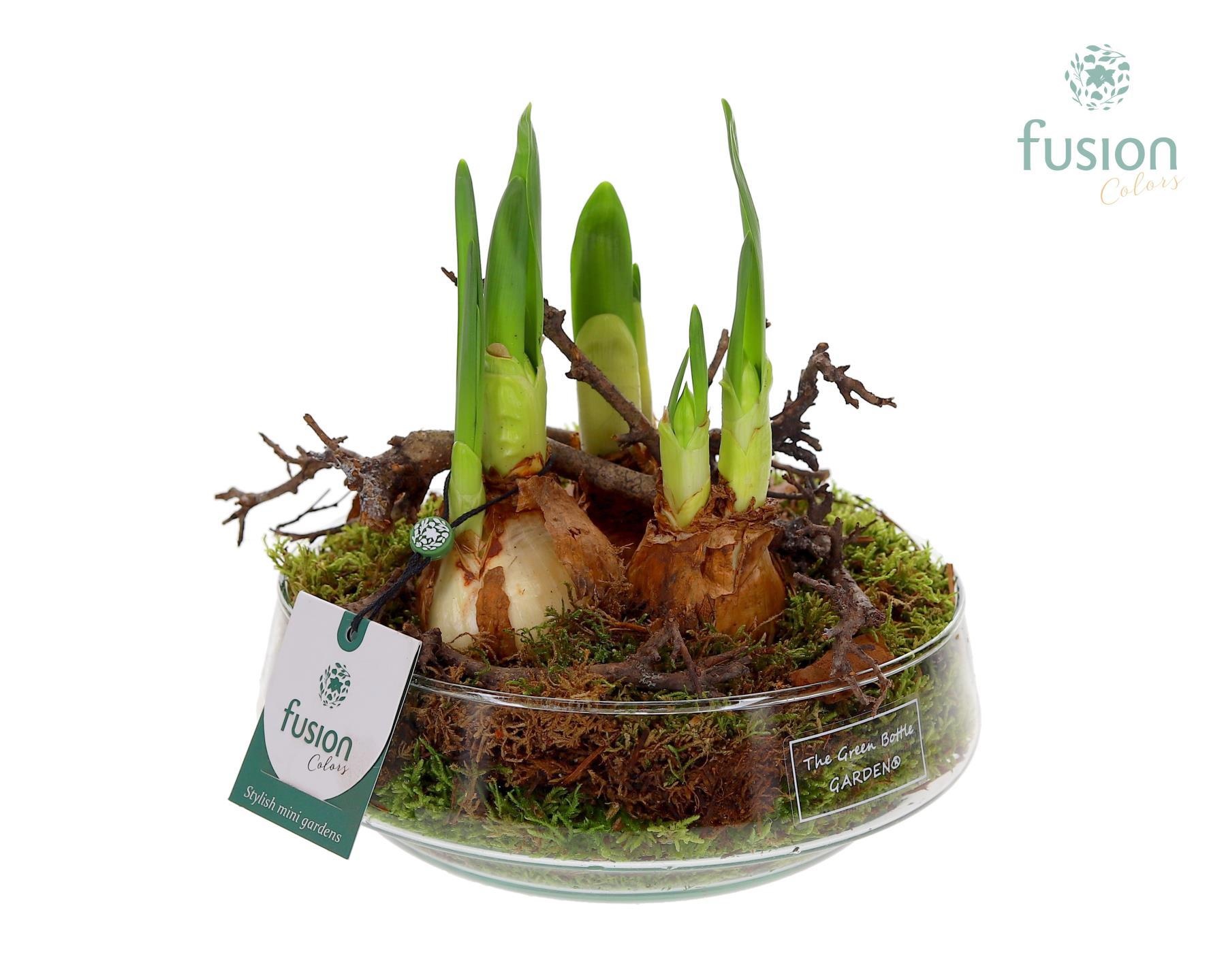 Green Bottle Iris Medium met Narcissus, D 19