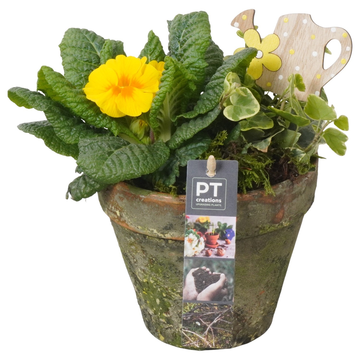 PTBM3868 Arrangement Flower Bulbs Mix in terracotta pot, D 14