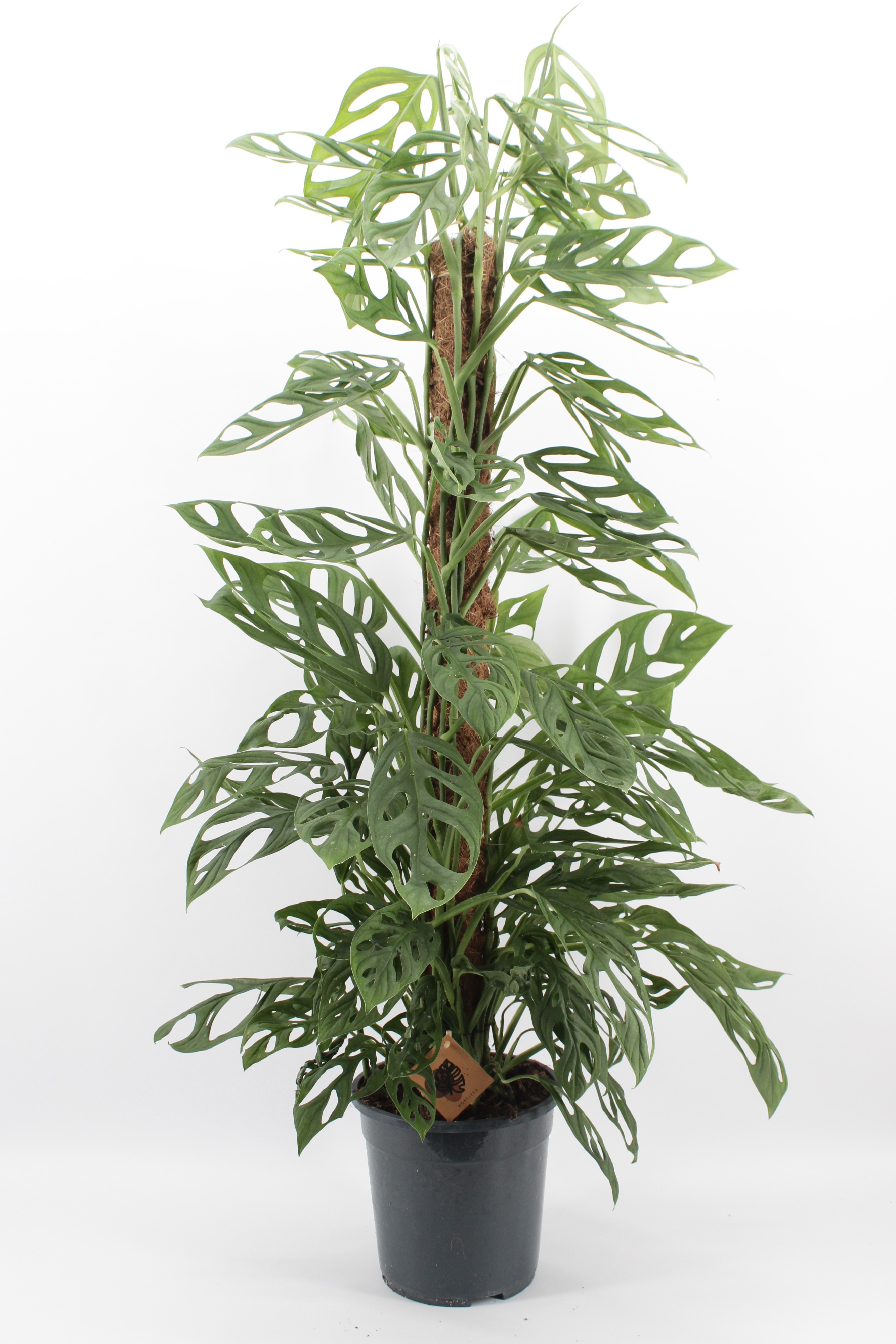 Monstera Holy Moly, D 24