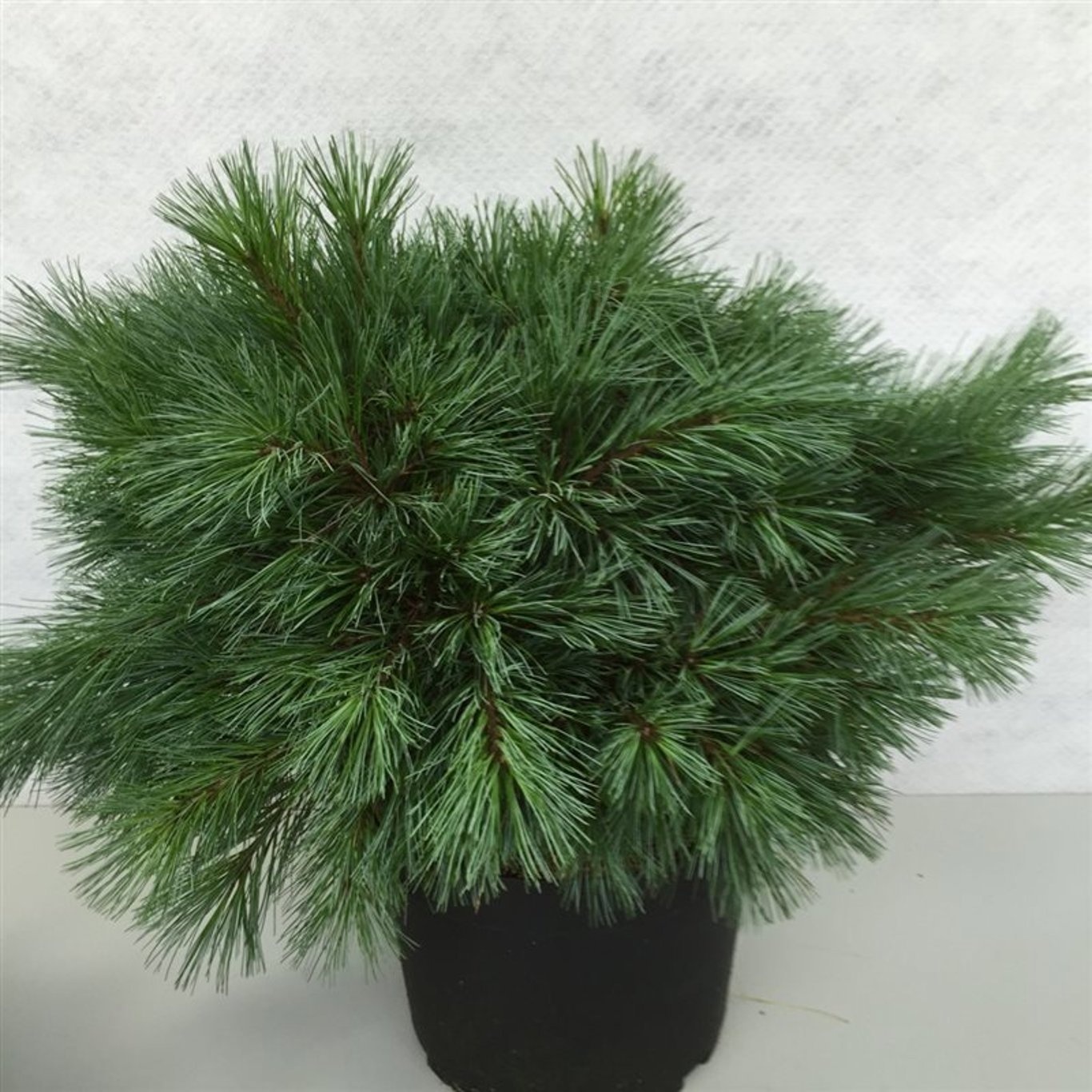 Pinus strobus 'Blue Shag', D 29