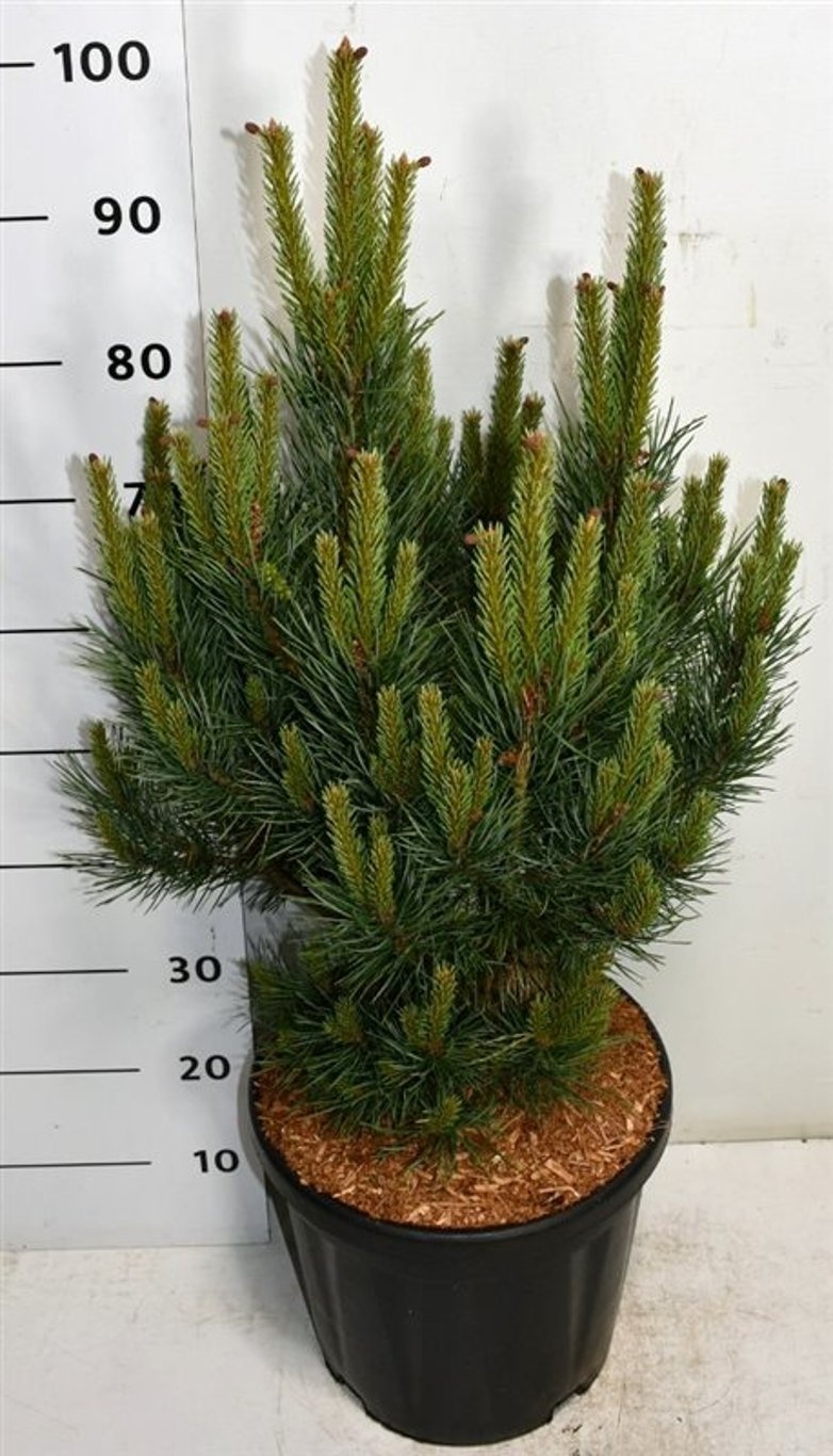 Pinus sylvestris 'Watereri', D 38